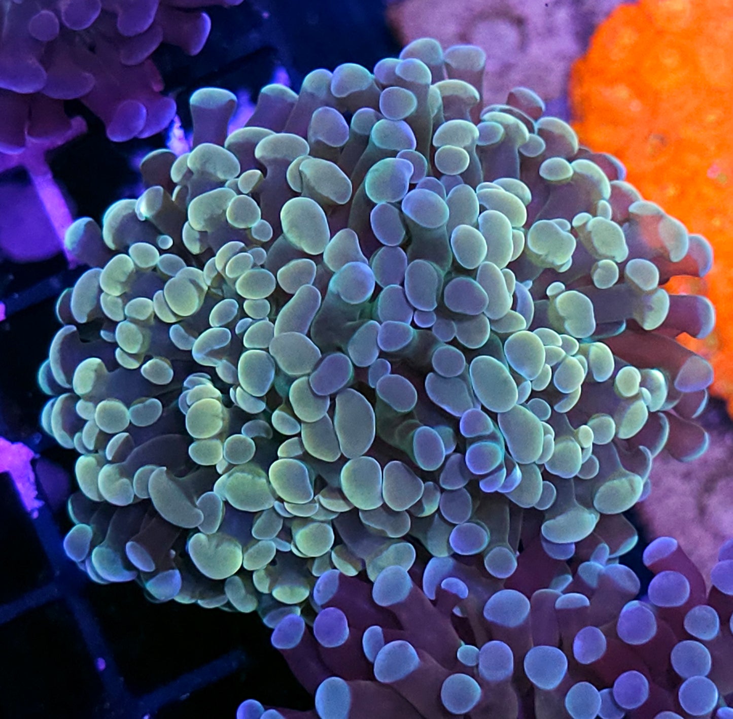 Double Opalescent Rainbow Branching Hammer