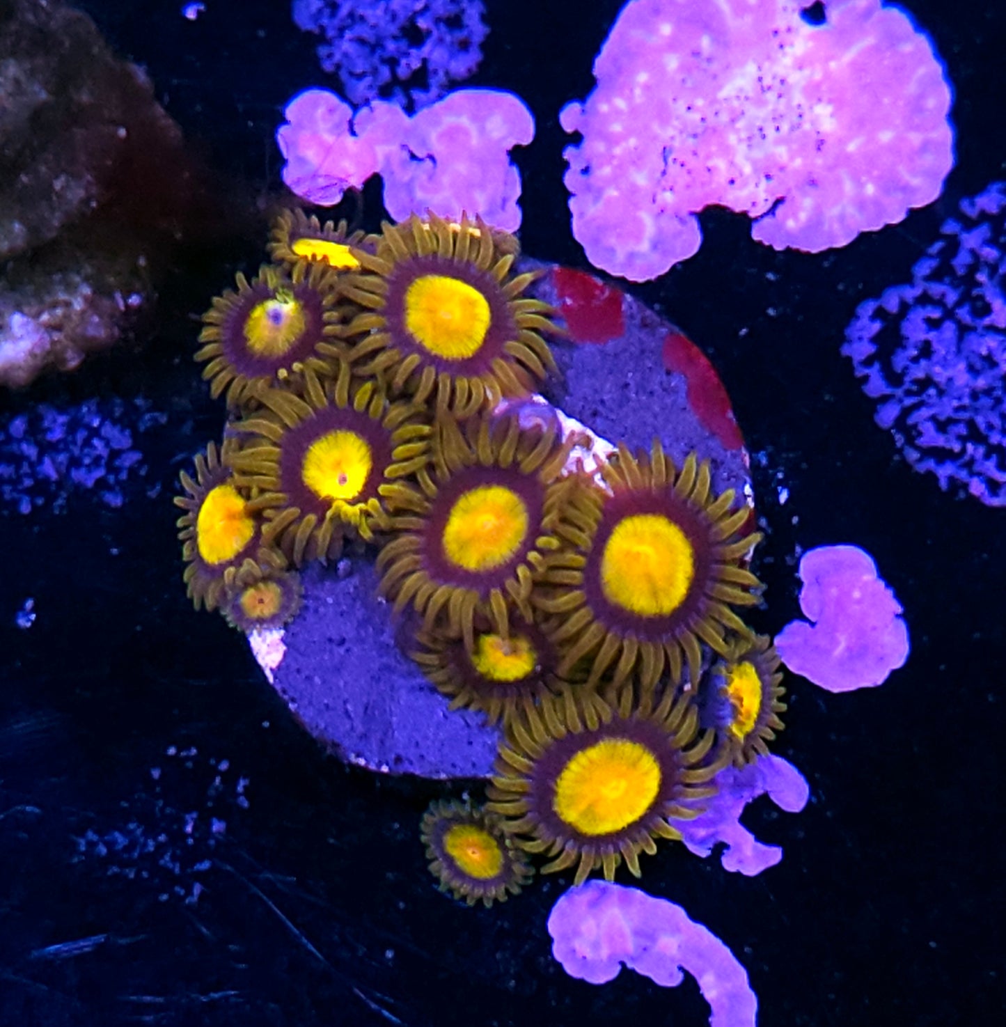 King Midas Zoas