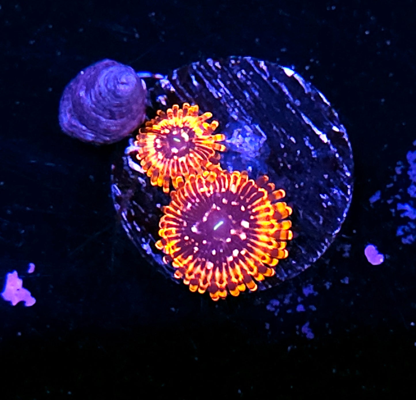 Utter Chaos Zoas