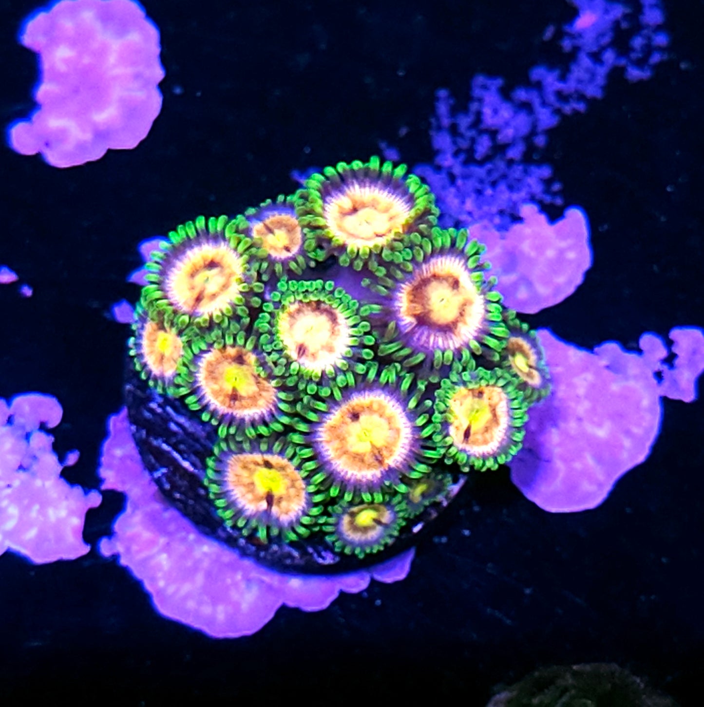 WWC Laser Lemon Zoas