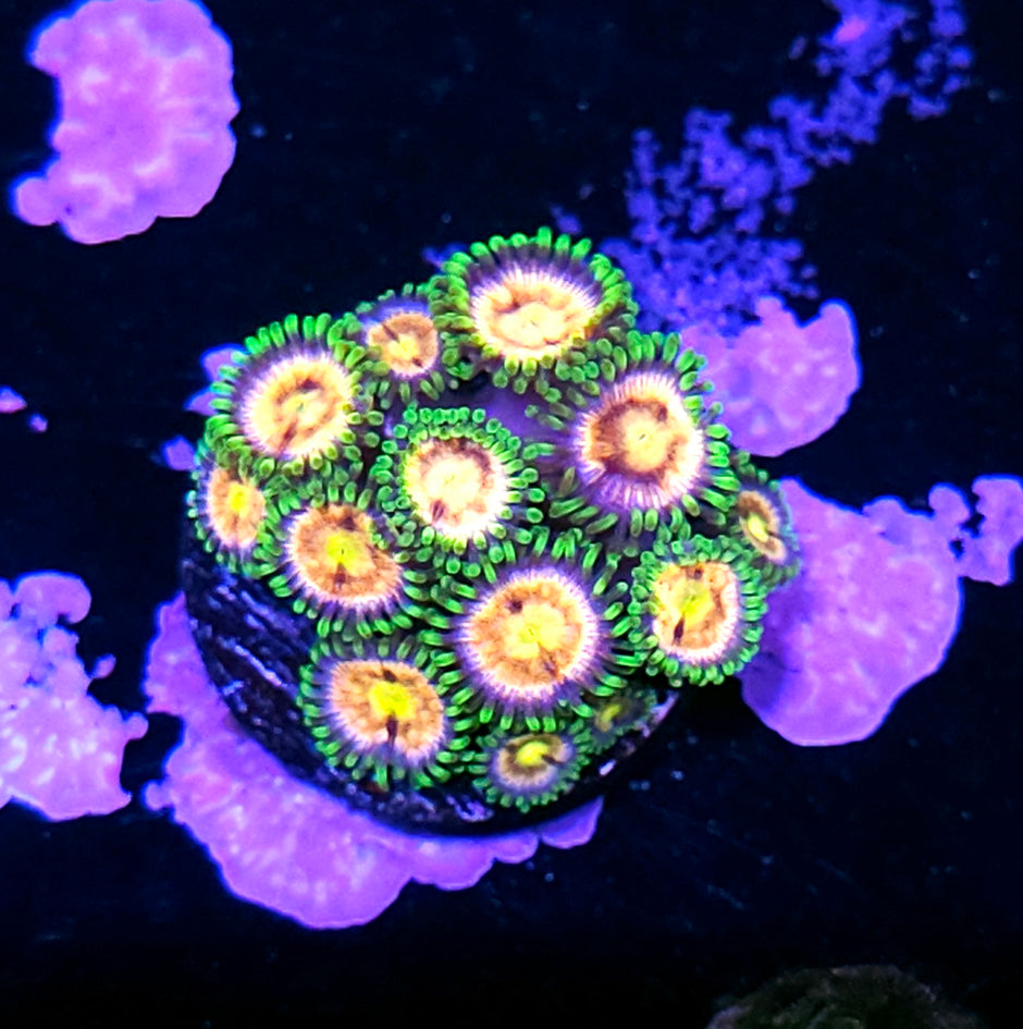 WWC Laser Lemon Zoas