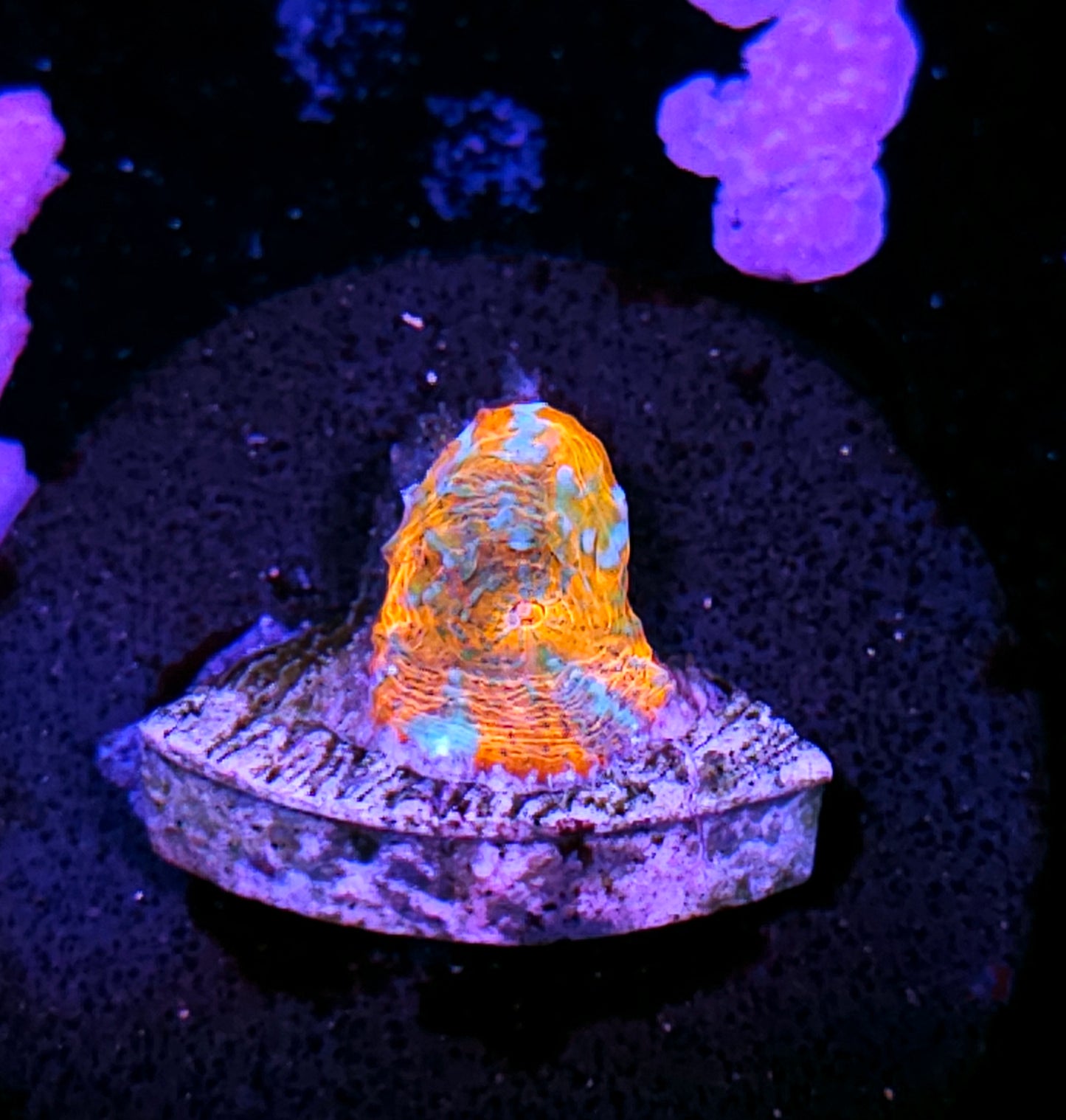 Rainbow Convict Chalice