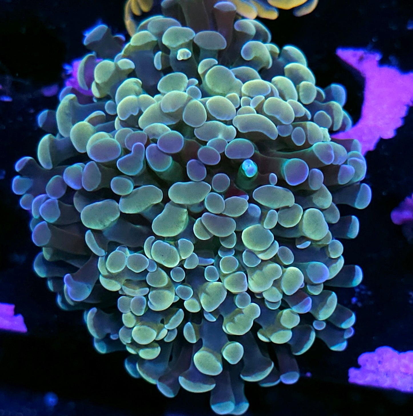 Double Opalescent Rainbow Branching Hammer