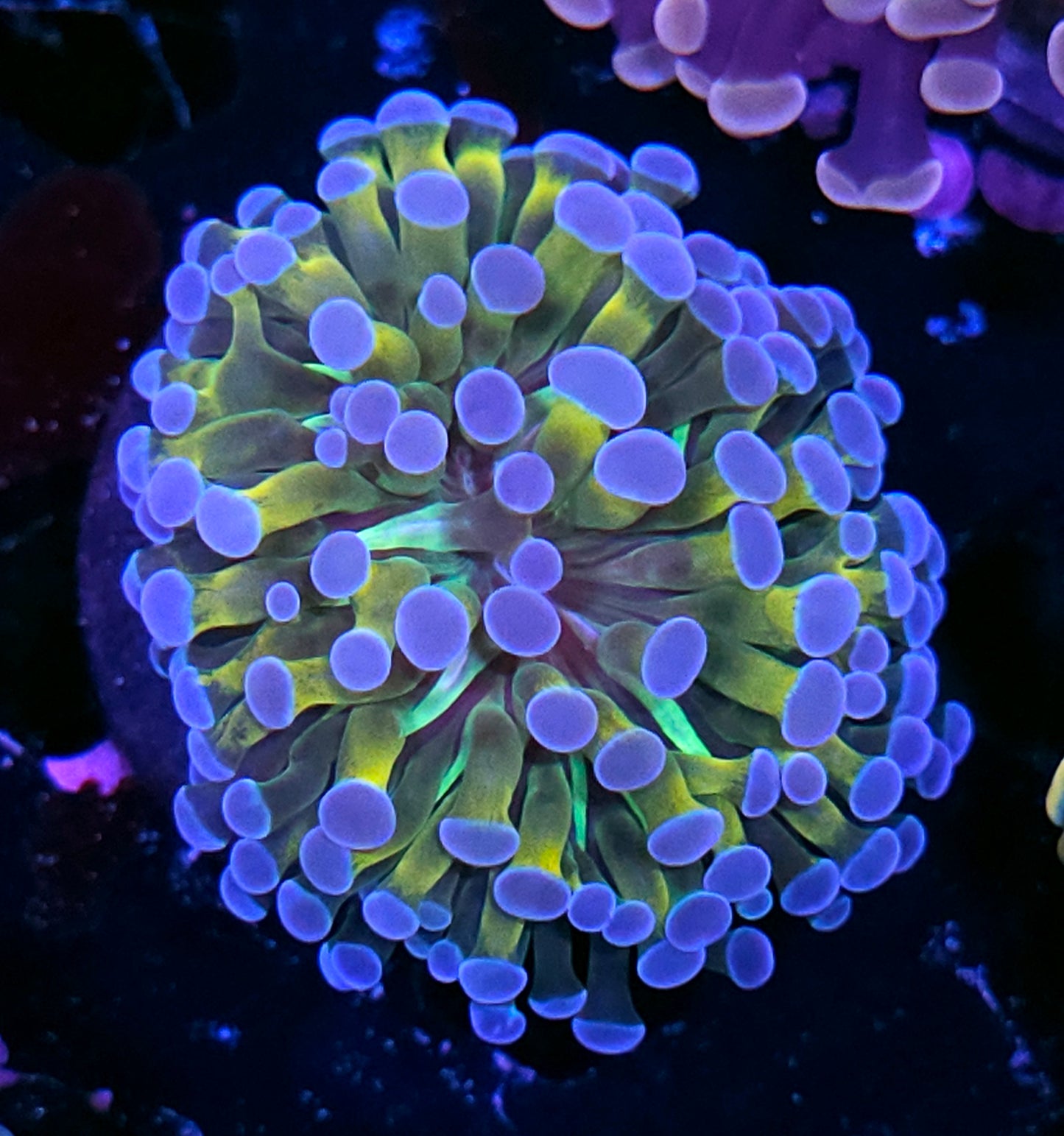 Yellow Hologram Branching Hammer