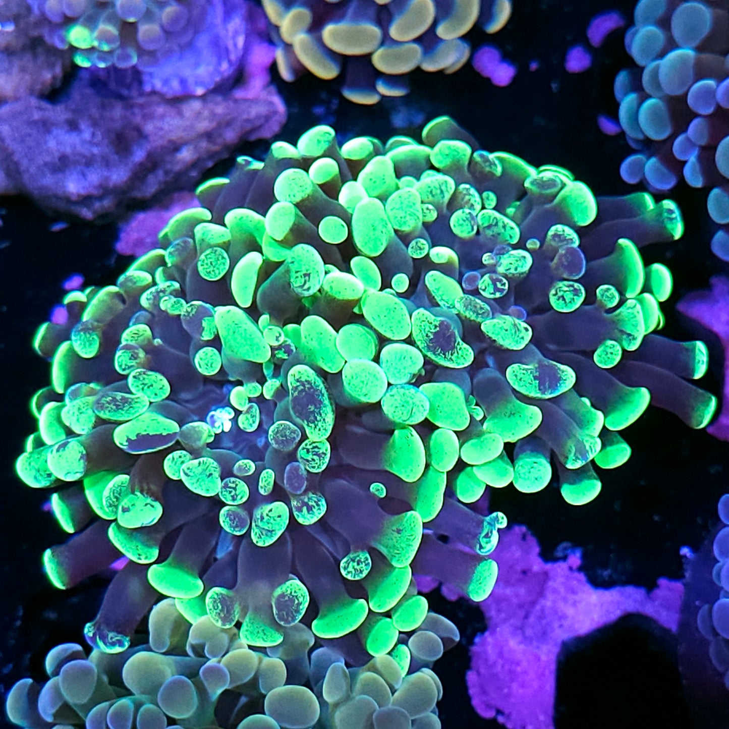 Double Toxic Splatter Branching Hammer