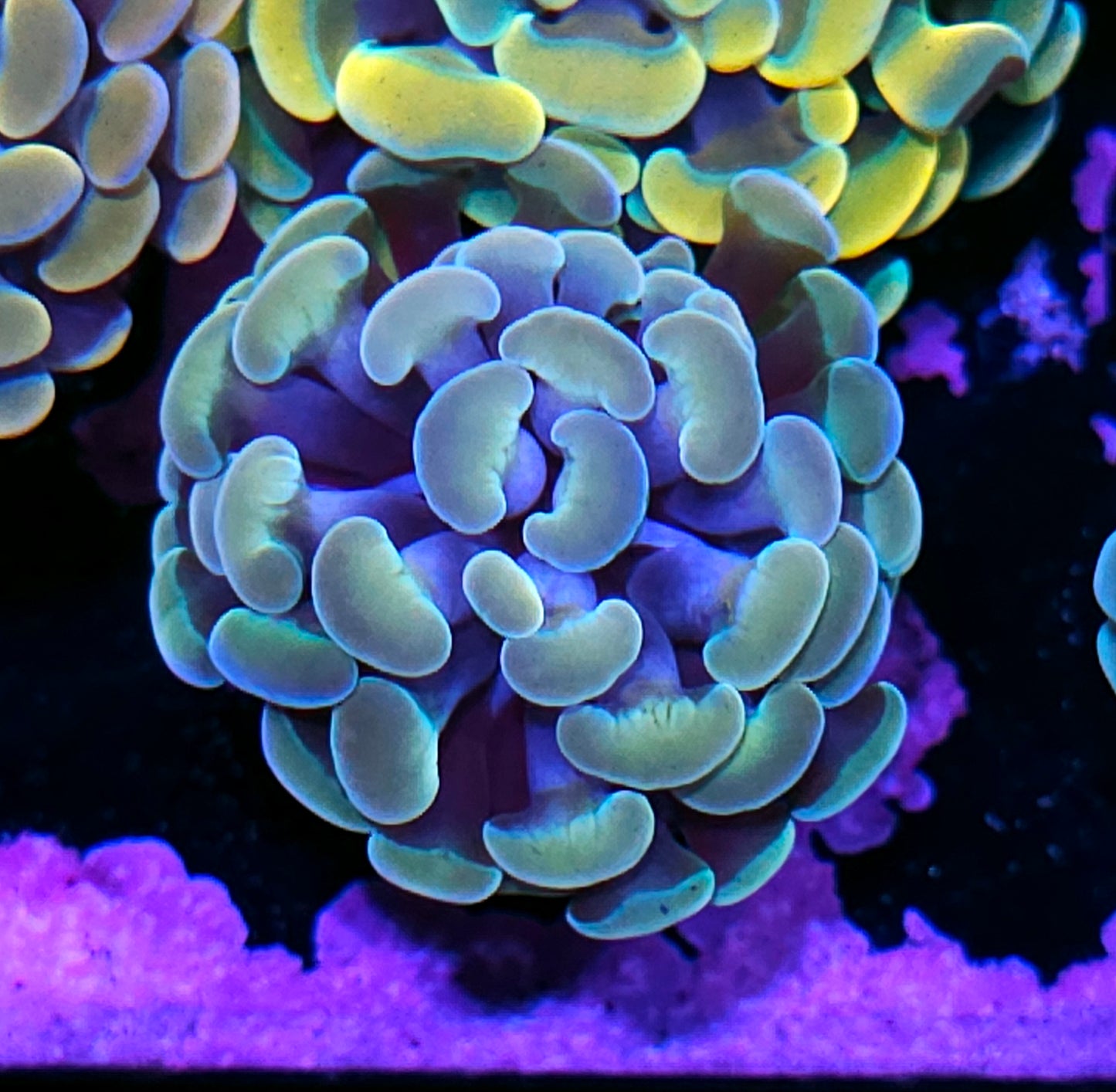 Aurora Branching Hammer