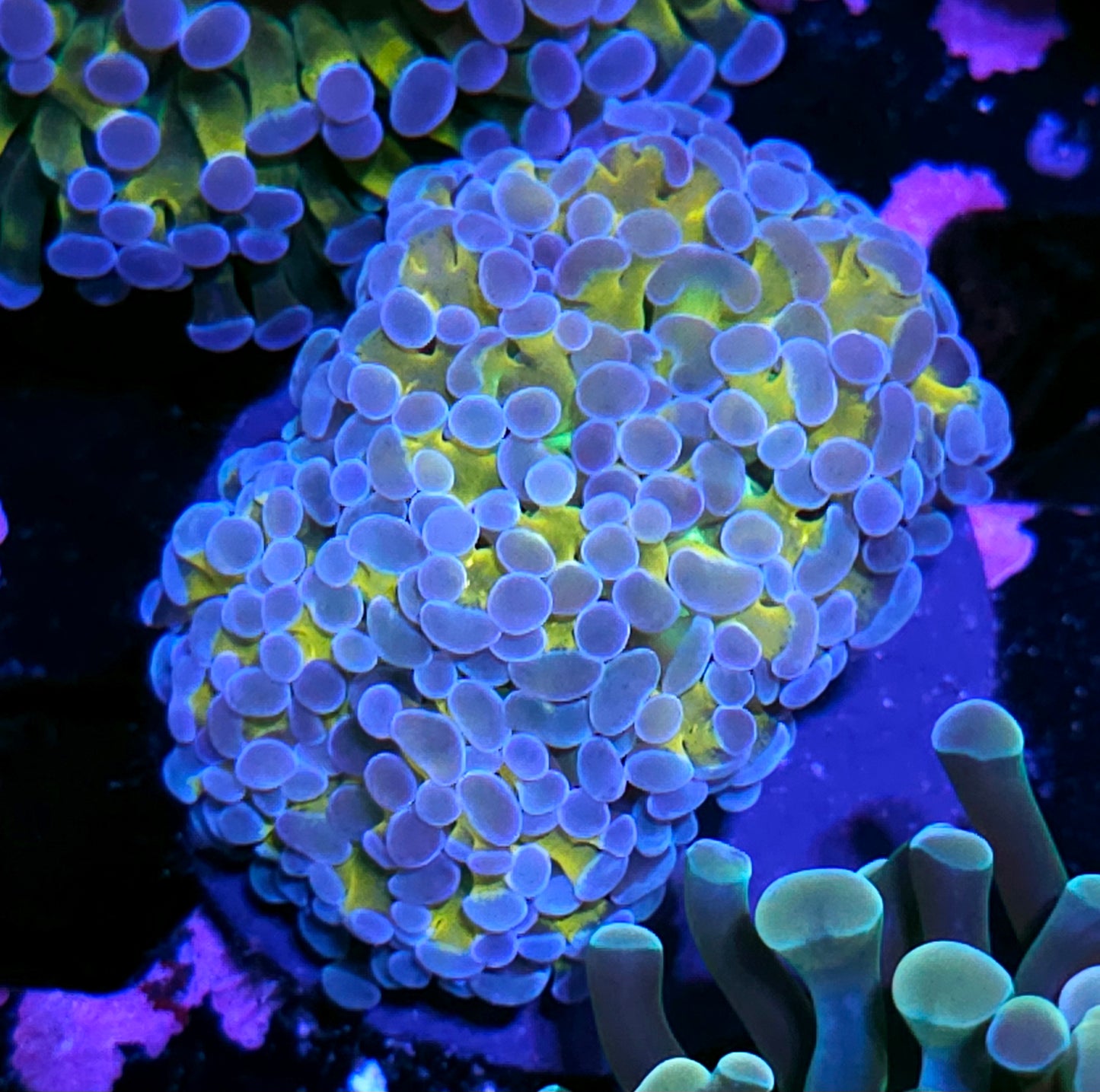 HF Yellow Hologram Branching Hammer