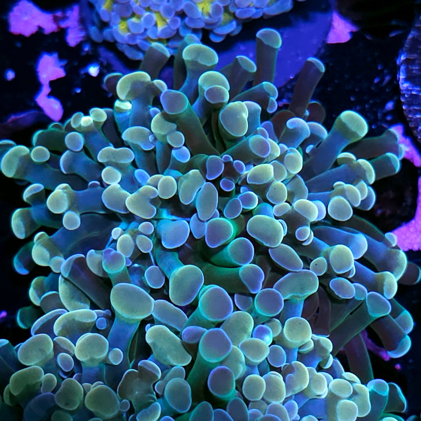 Opalescent Rainbow Branching Hammer