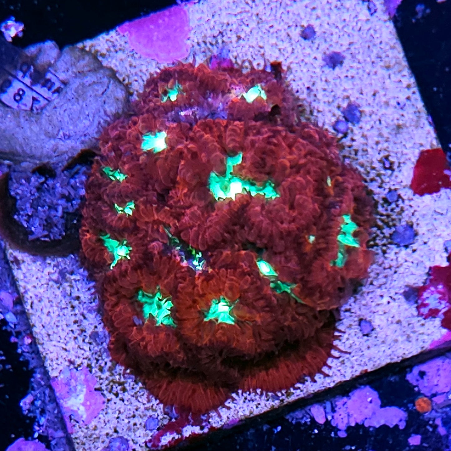 Rose Nebula Indonesian Blasto Colony