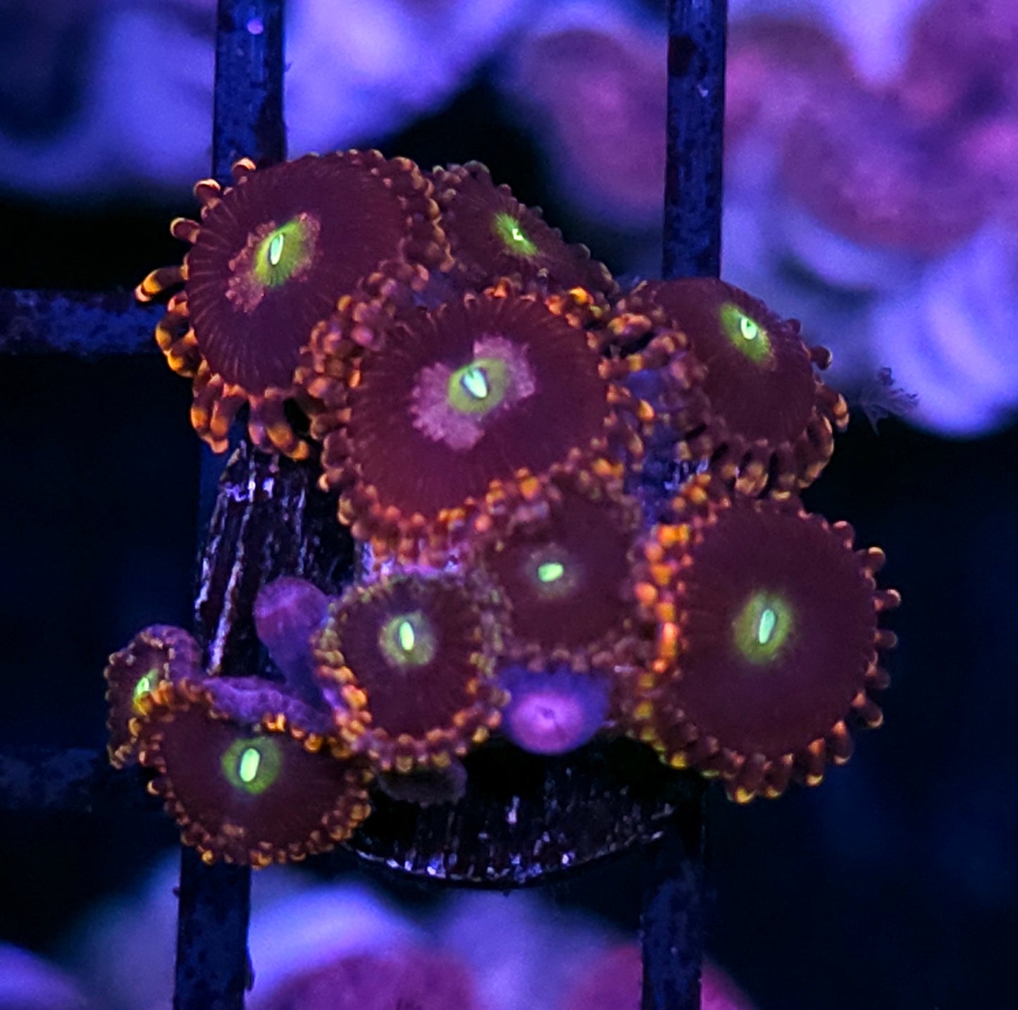Bozos Birthday Zoas