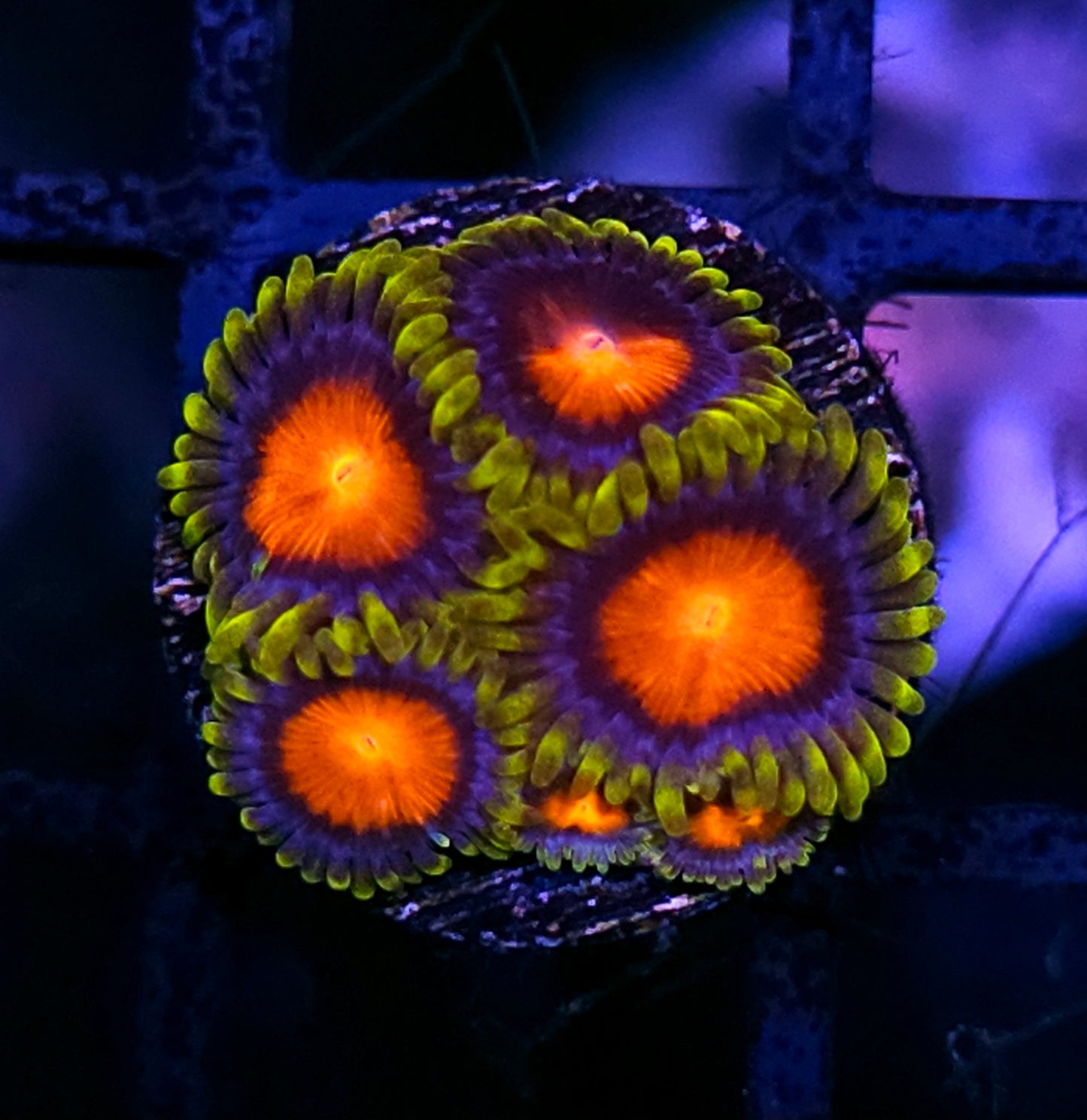HF Van Helsing Zoas