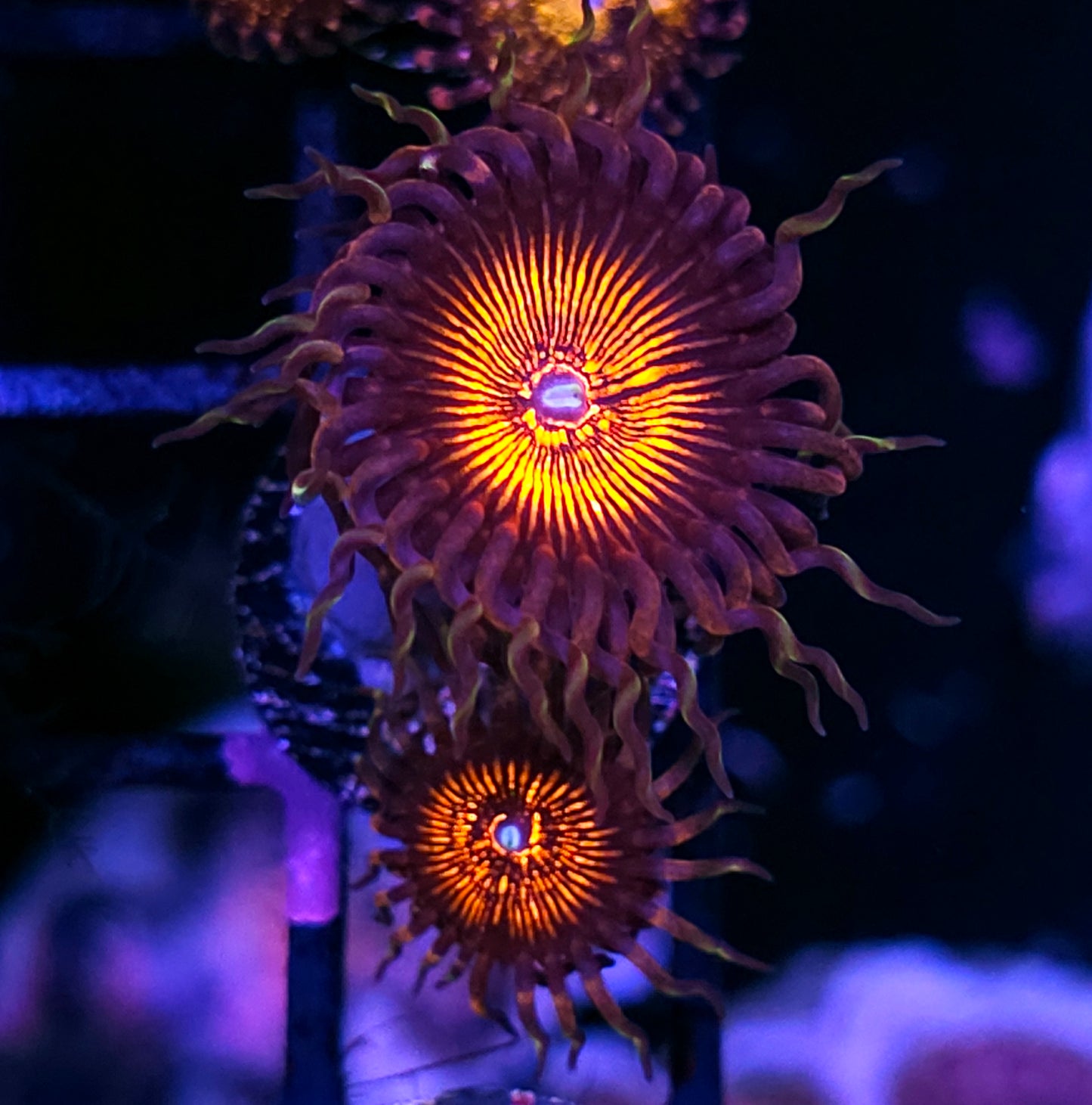 Nightcrawler Zoas
