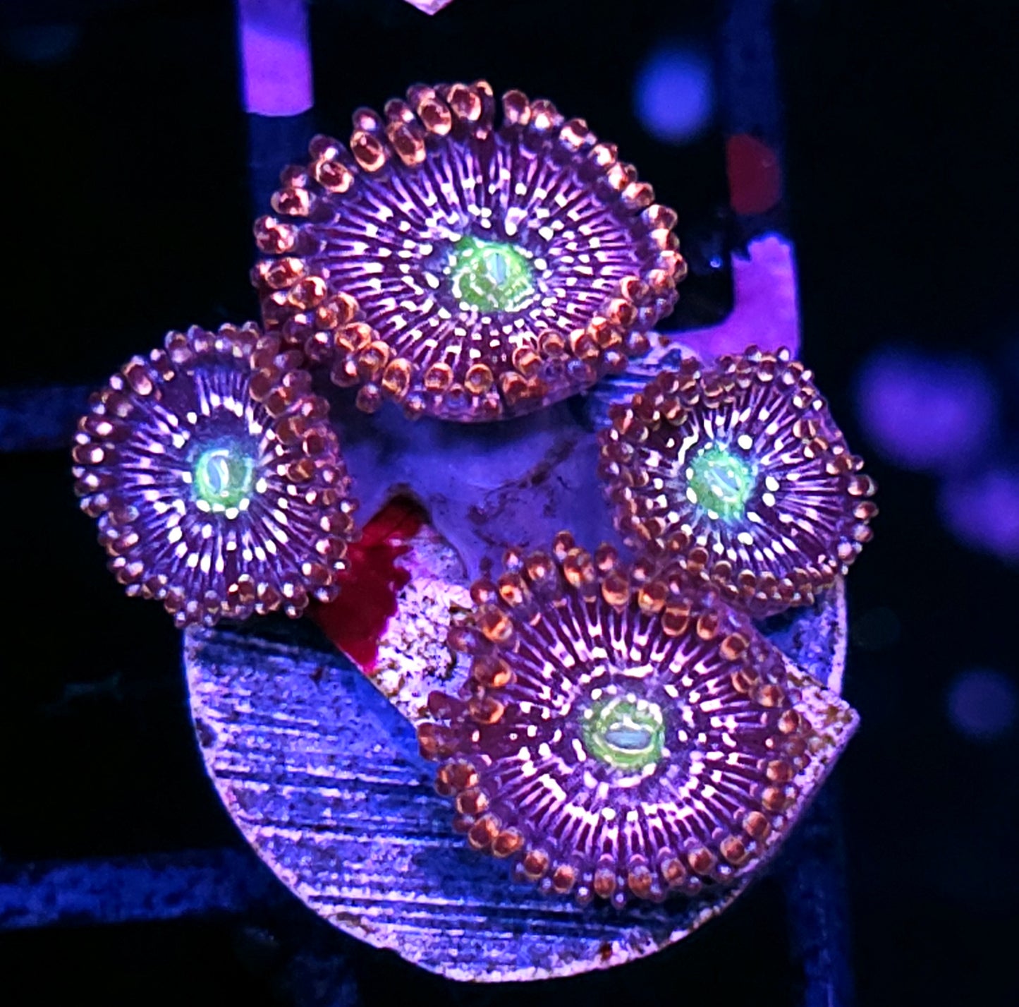 HF Snow Globe Zoas