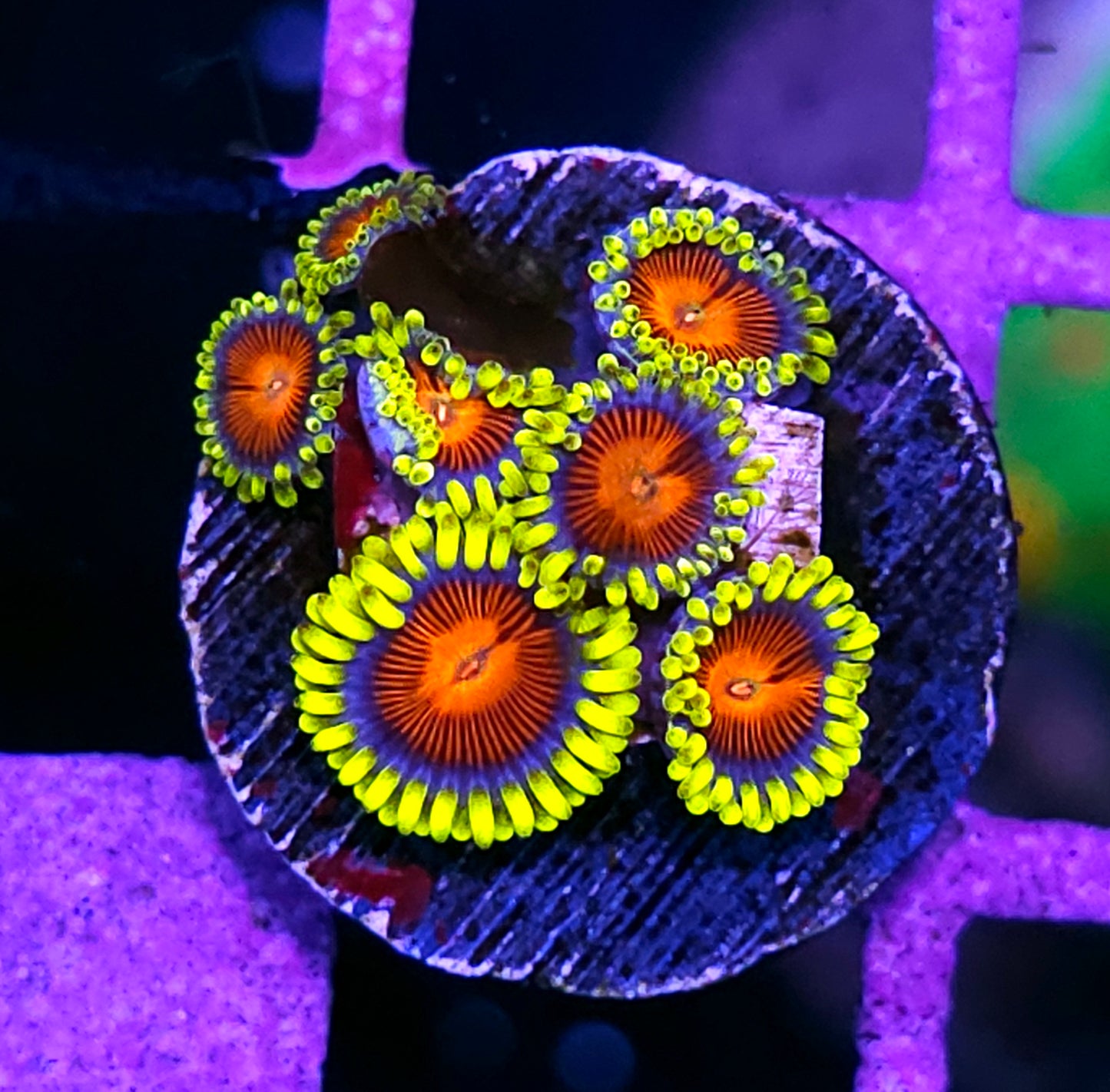 HF Vlad the Impaler Zoas