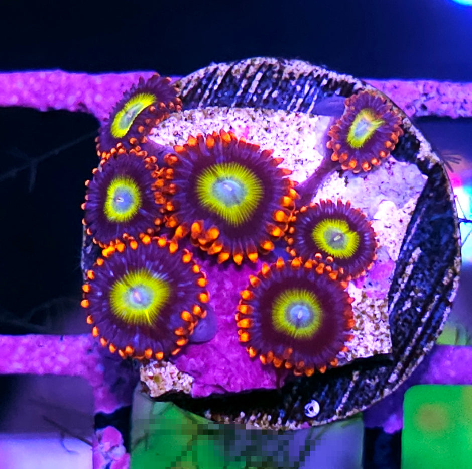 Circus Clown Zoas