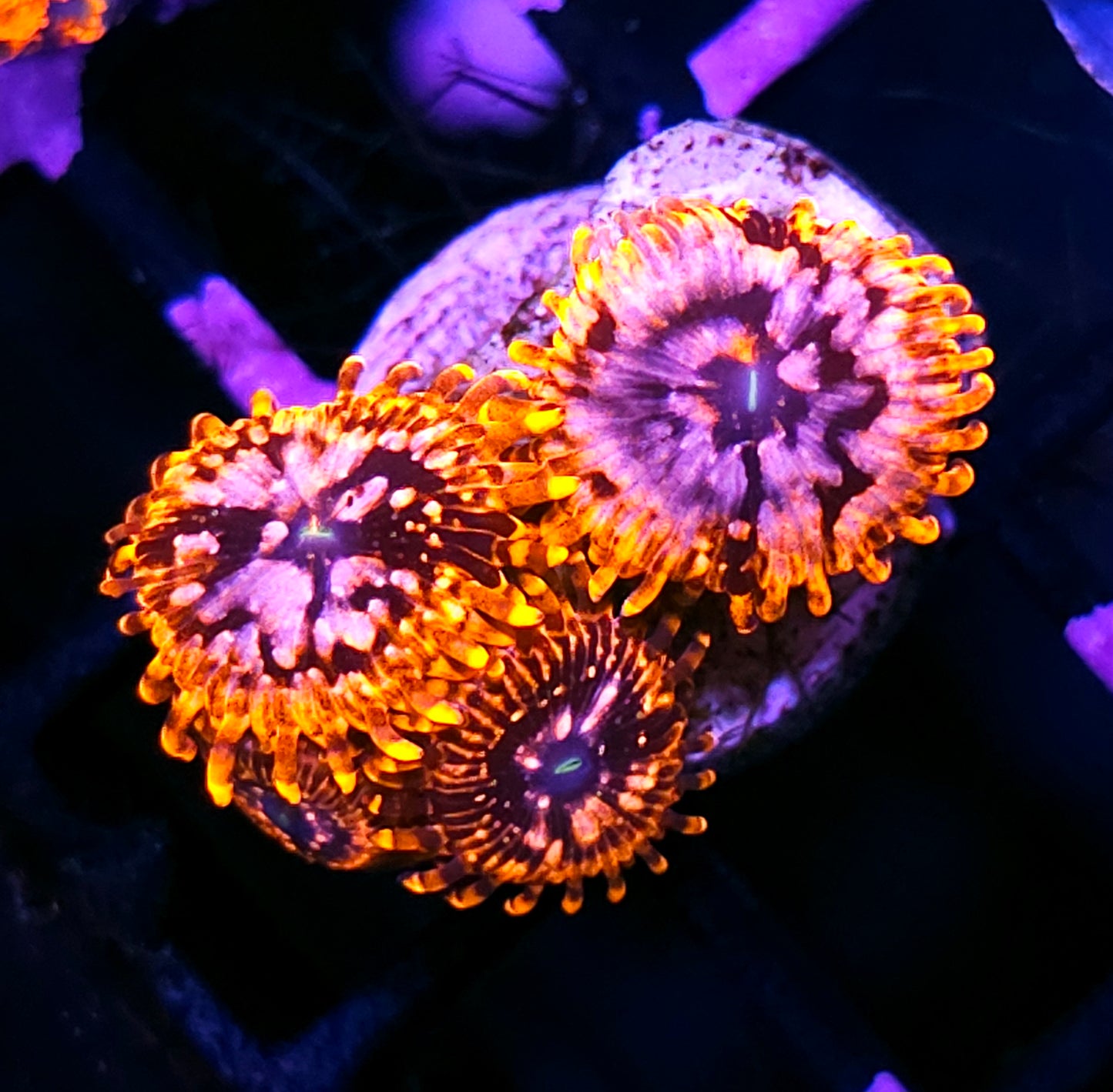 4-5 Polyp Utter Chaos Zoas