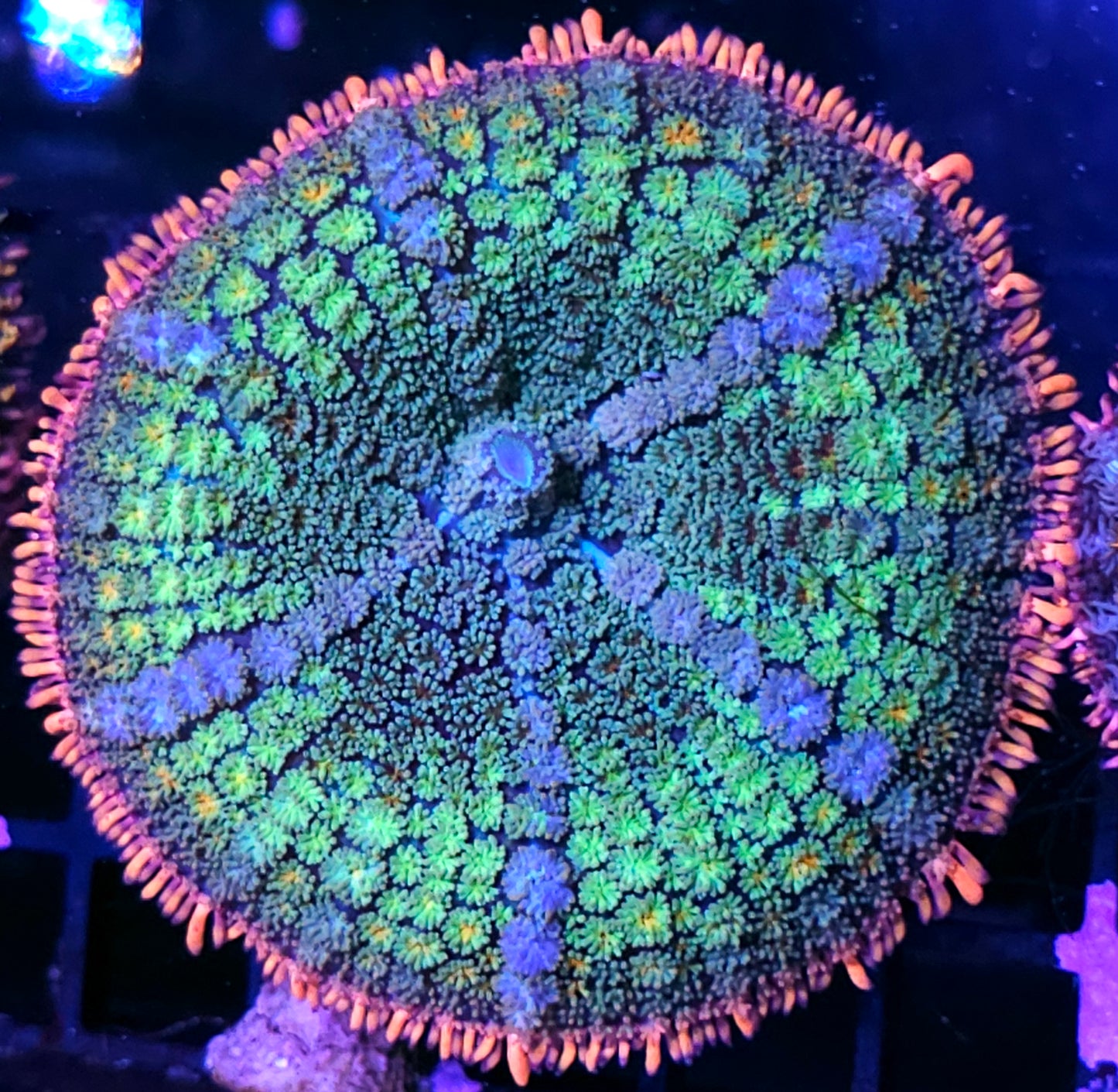 4" Epic Frankenstein Bounce Mushroom