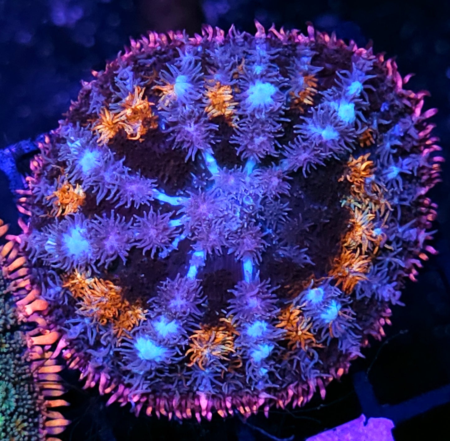 3" Insane Frankenstein Bounce Mushroom