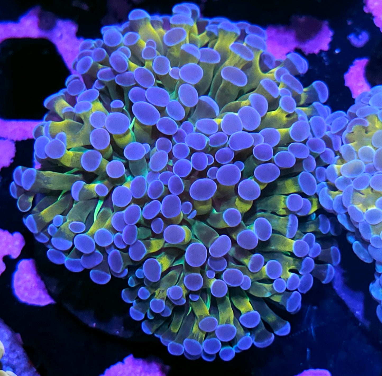 Yellow Hologram Branching Hammer RARE