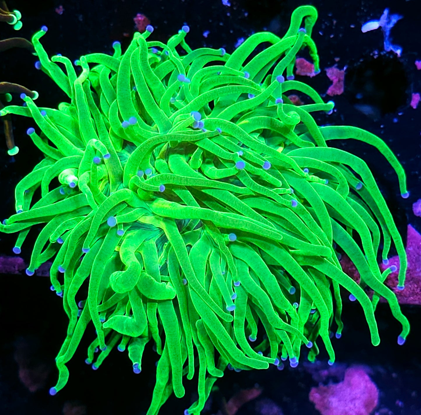 Triple Todds Torch Colony