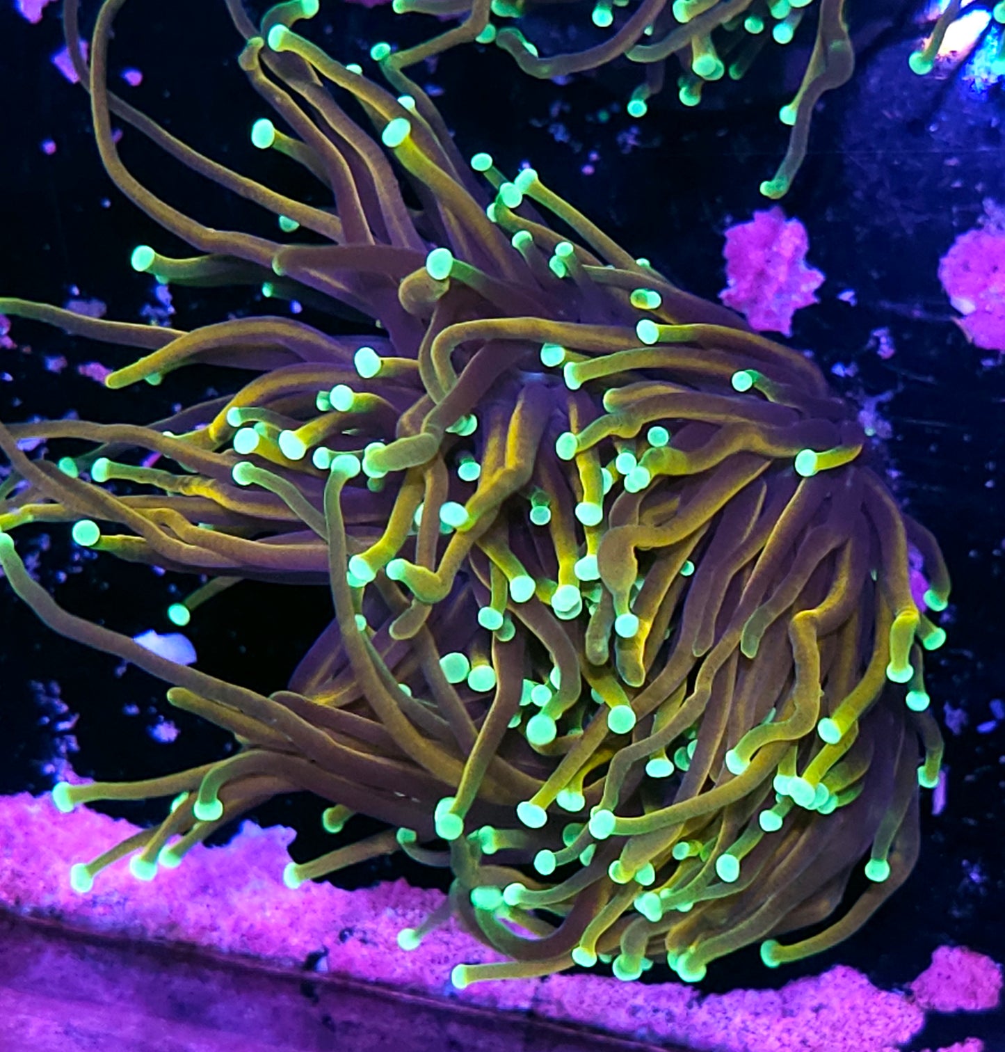 Quadruple Ny Knicks Torch Colony