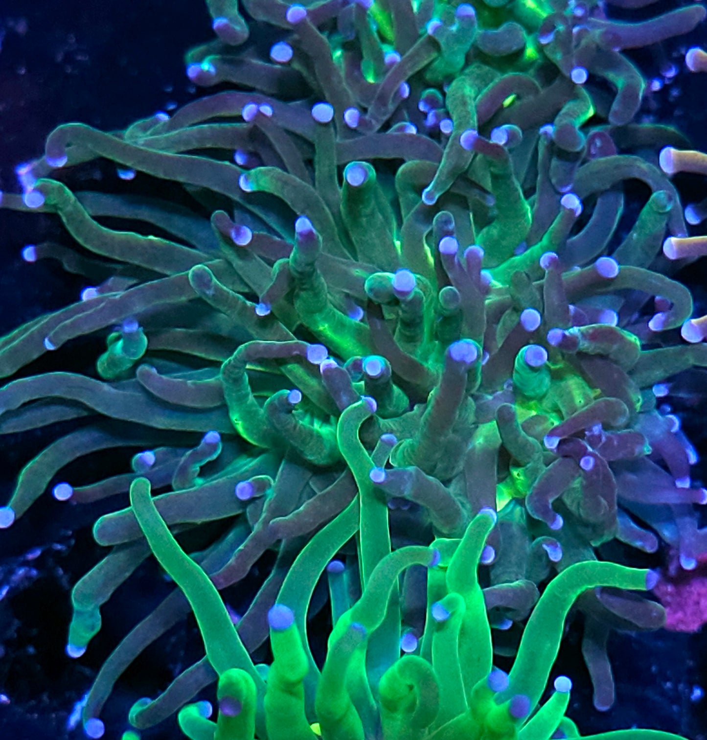 Hulk Torch