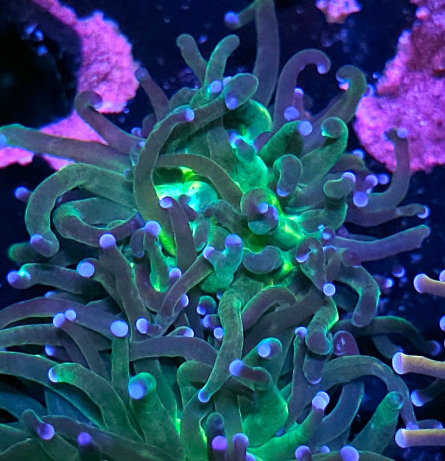 Ganja Green Torch