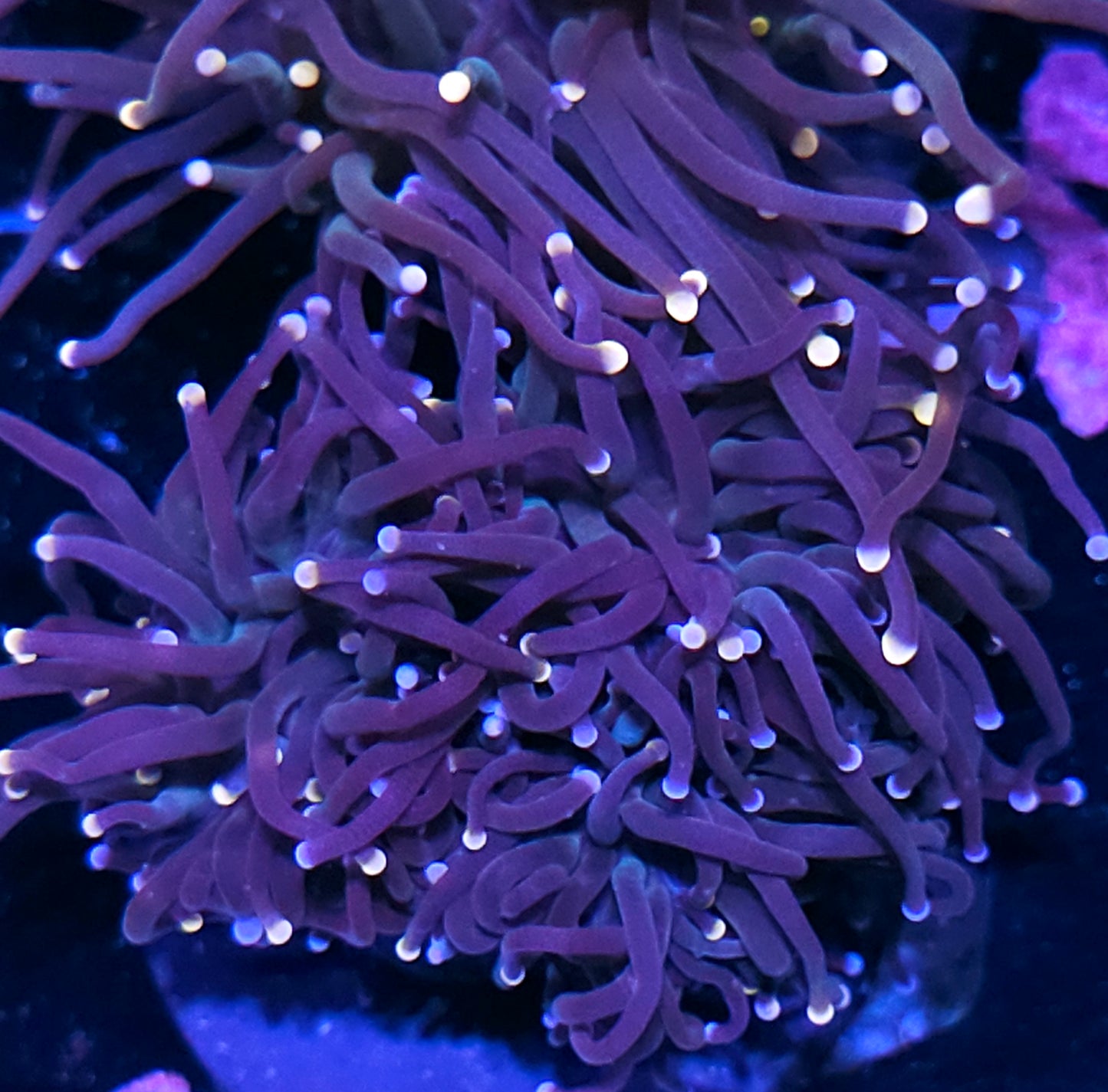 Double Abyss Torch