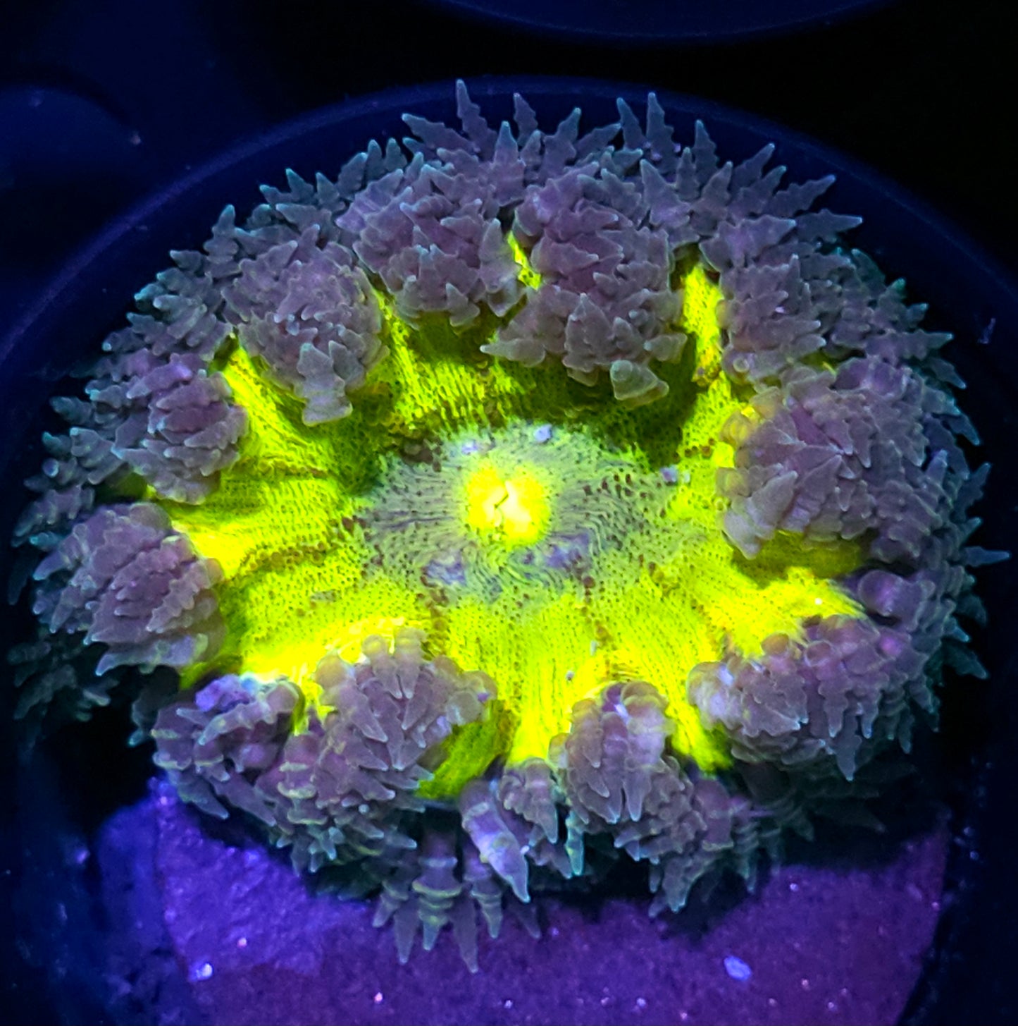Jackfruit Flower Anemone