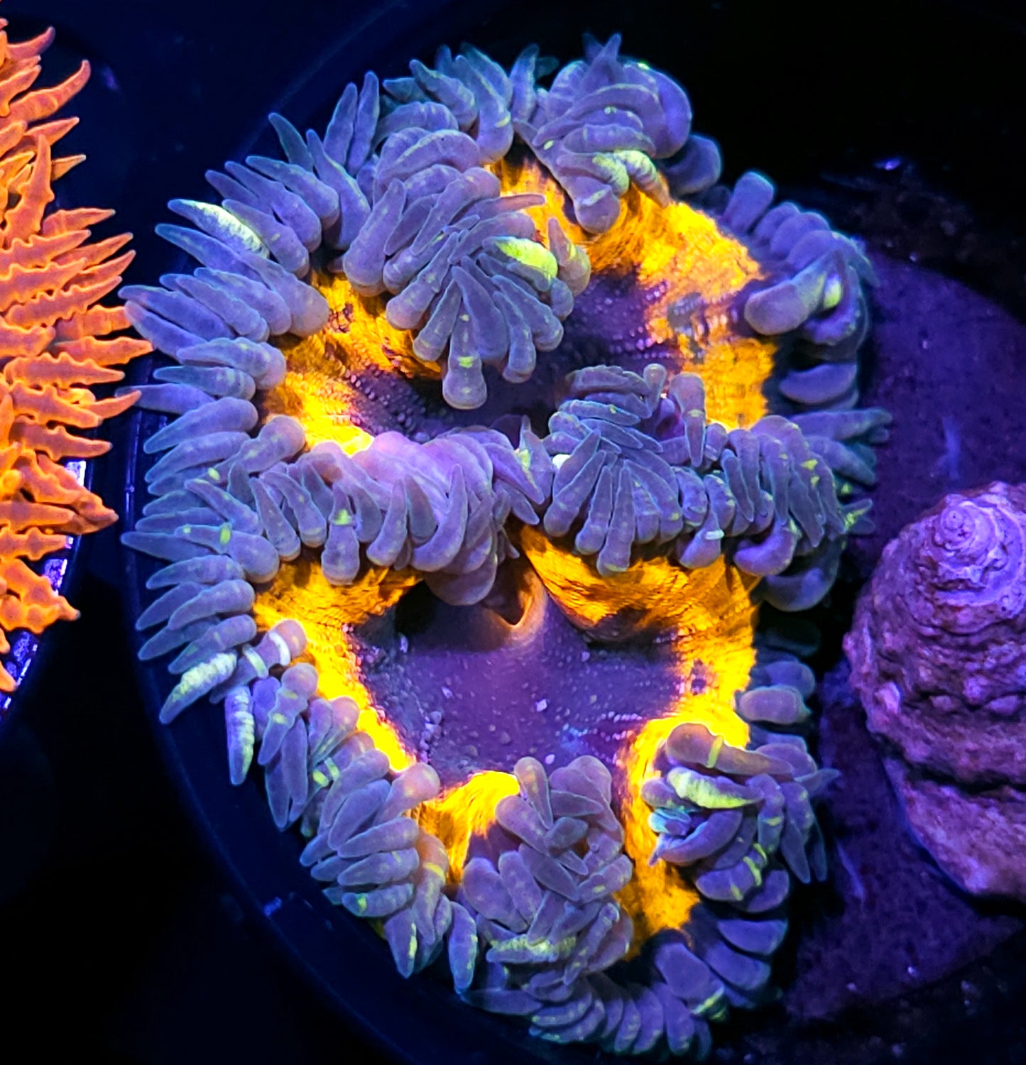 Insane Flower Anemone