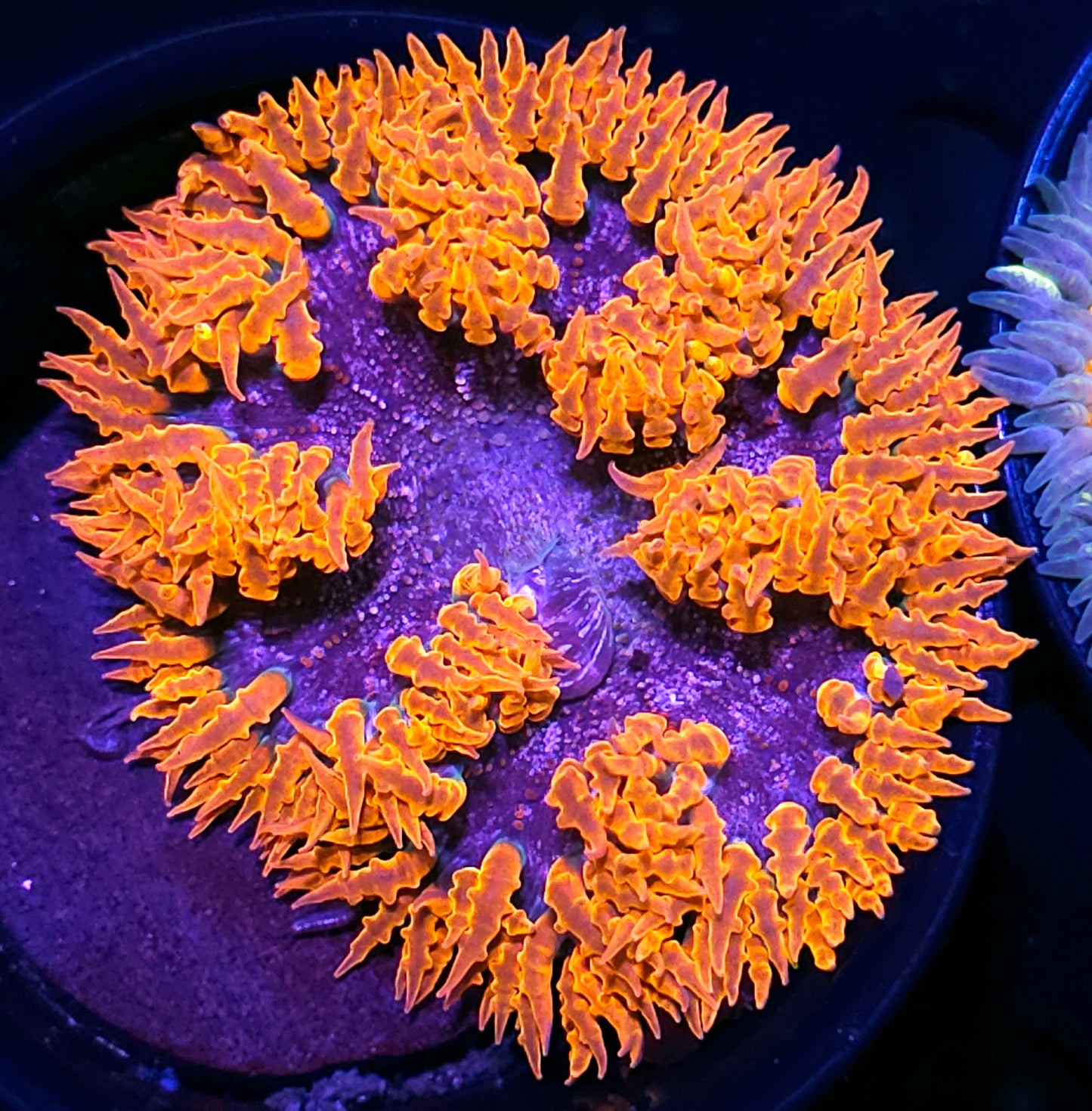 Brainstorm Flower Anemone