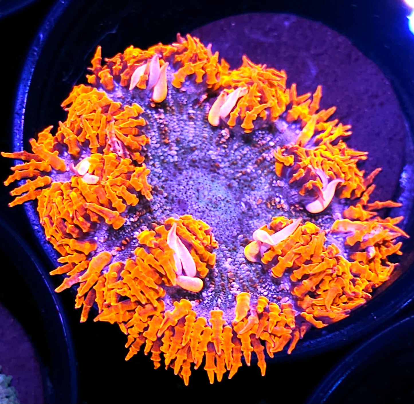 Icey Magma Flower Anemone