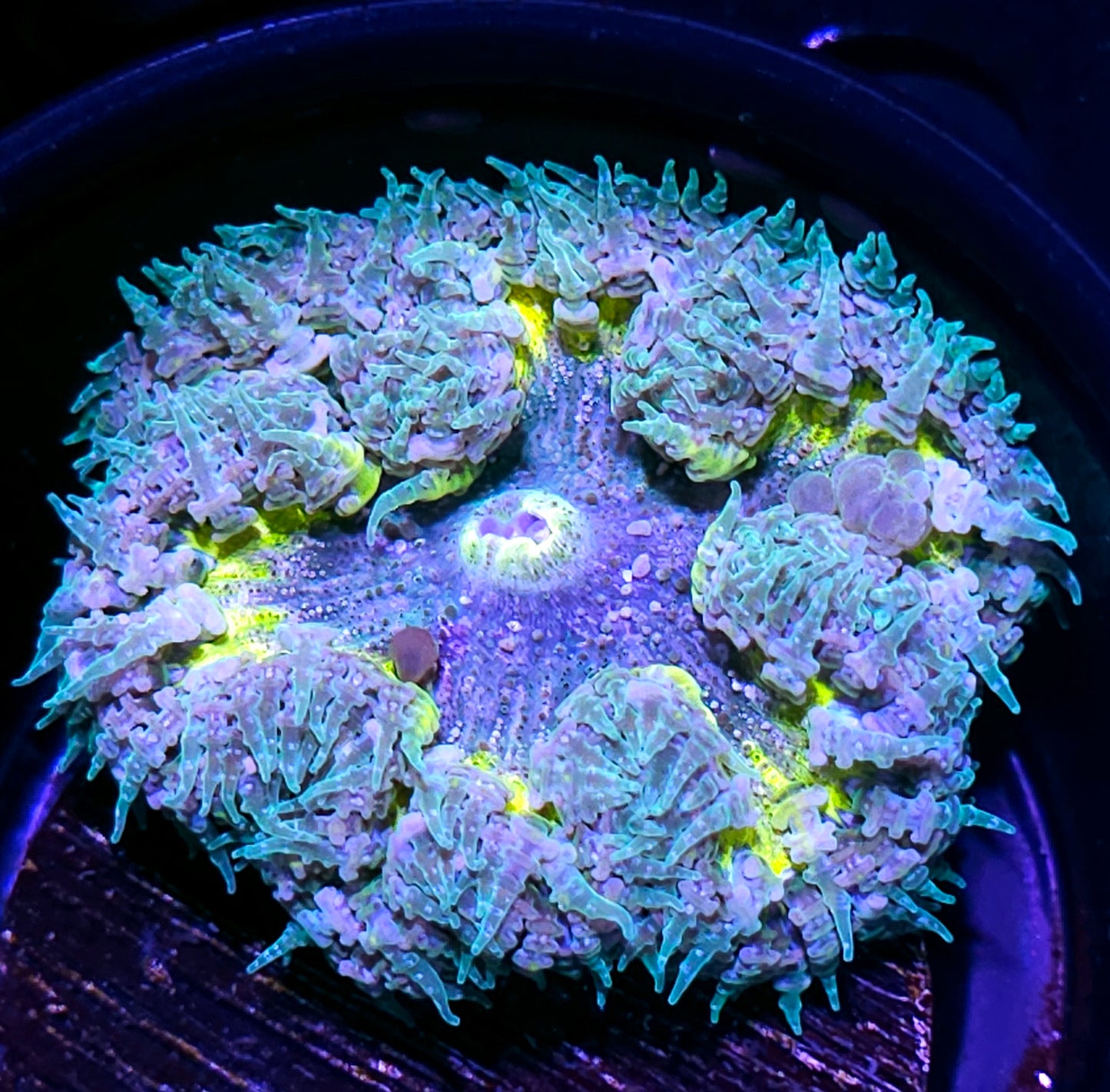Enchanting Flower Anemone
