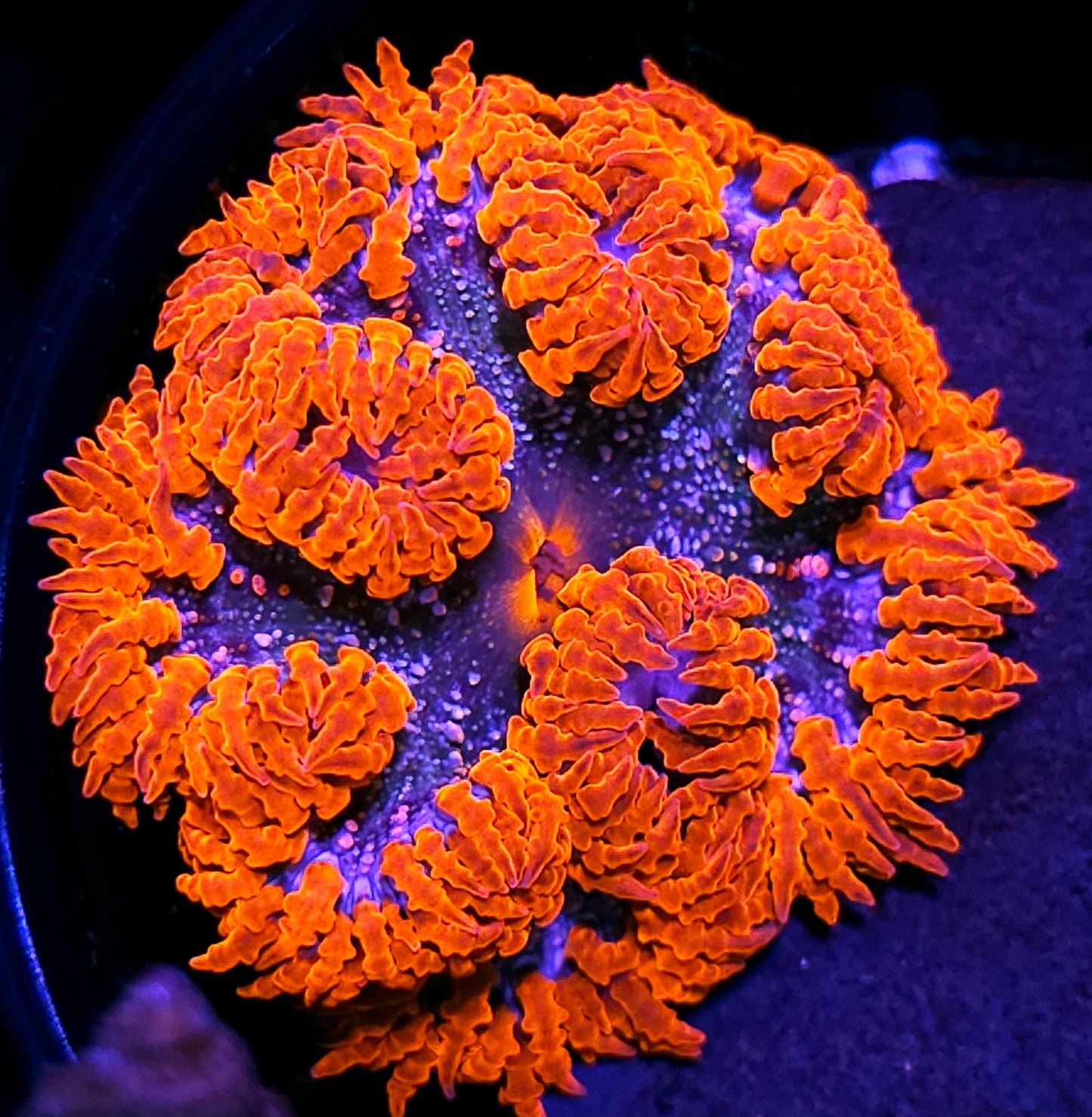 Insane Flower Anemone