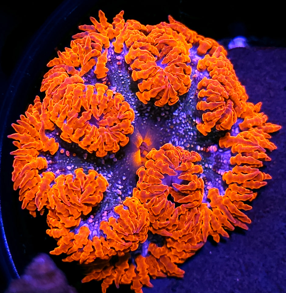 Insane Flower Anemone