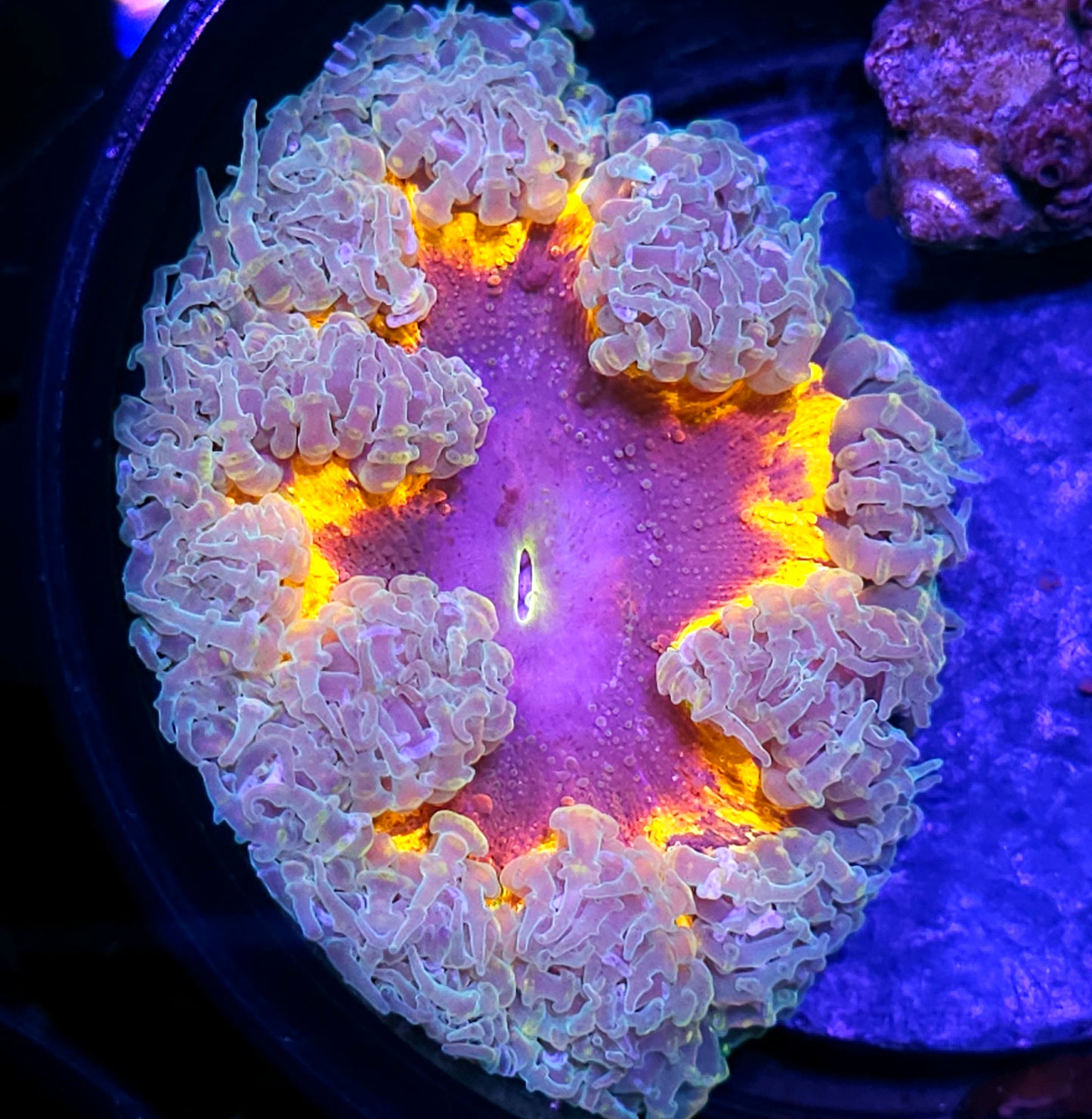 Radioactive Plums Flower Anemone