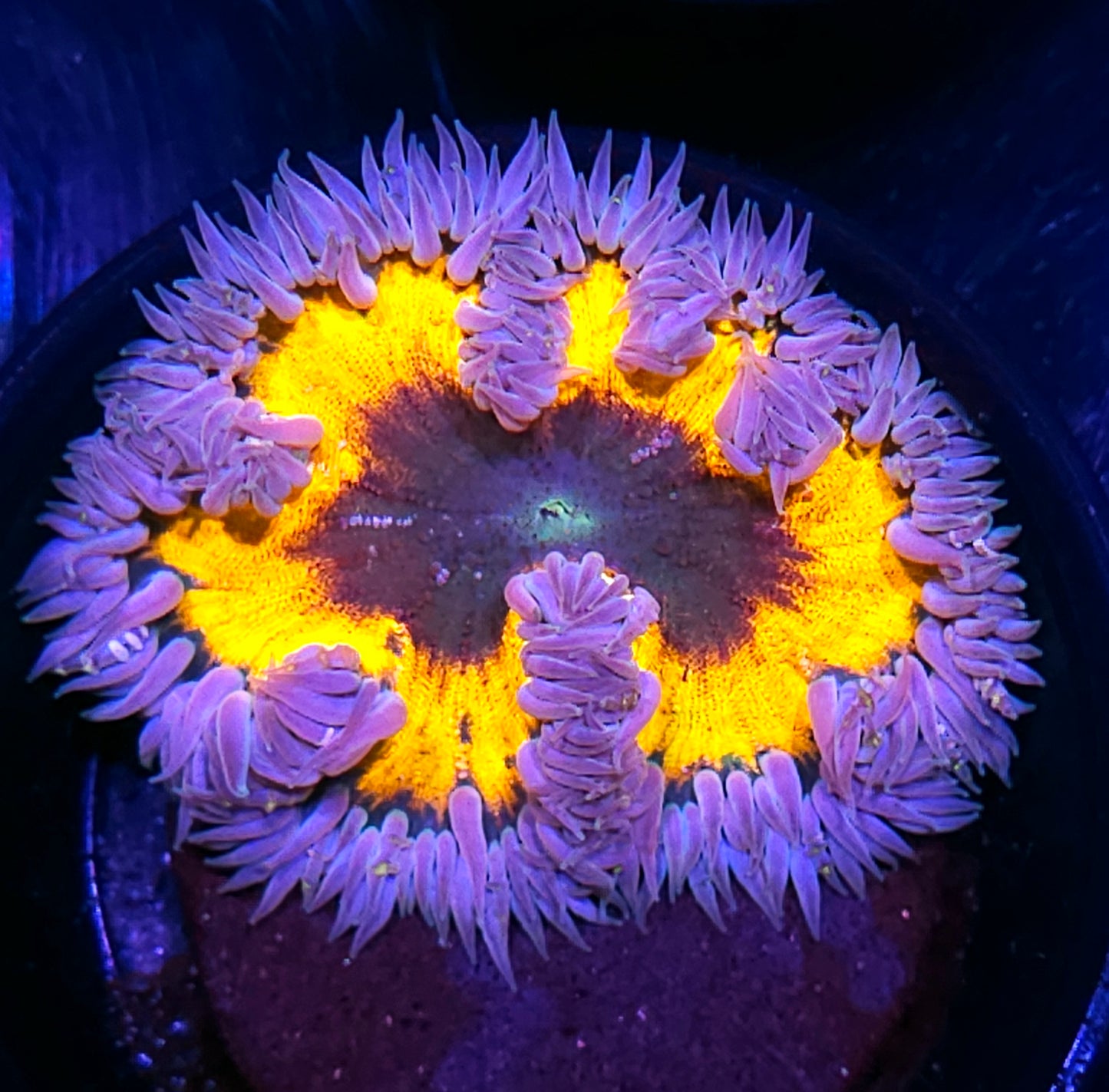 Insane Flower Anemone