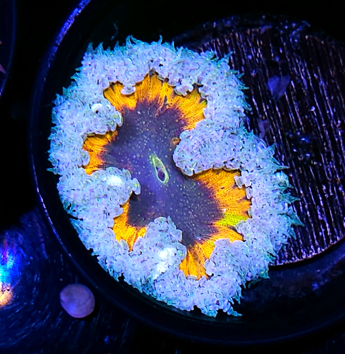 Twilight Flower Anemone