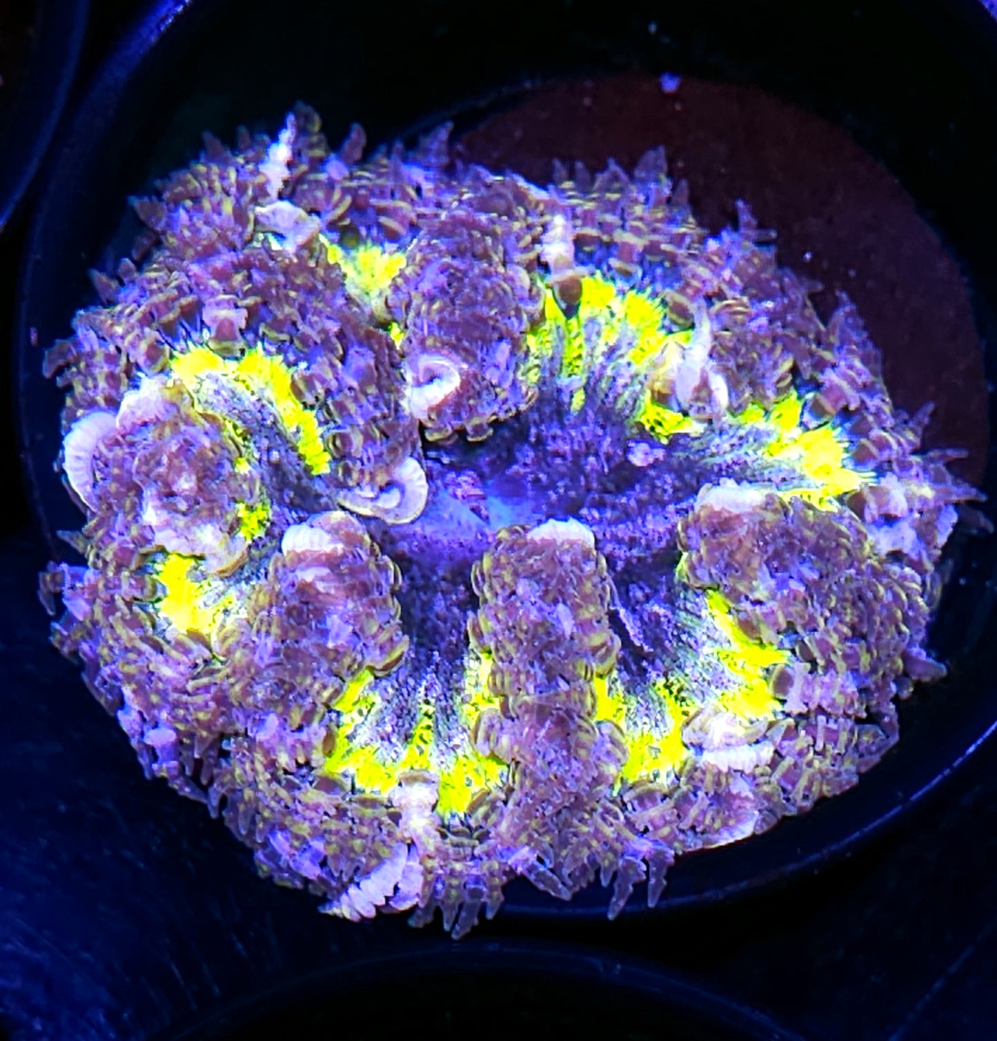 Wasp Nest Flower Anemone