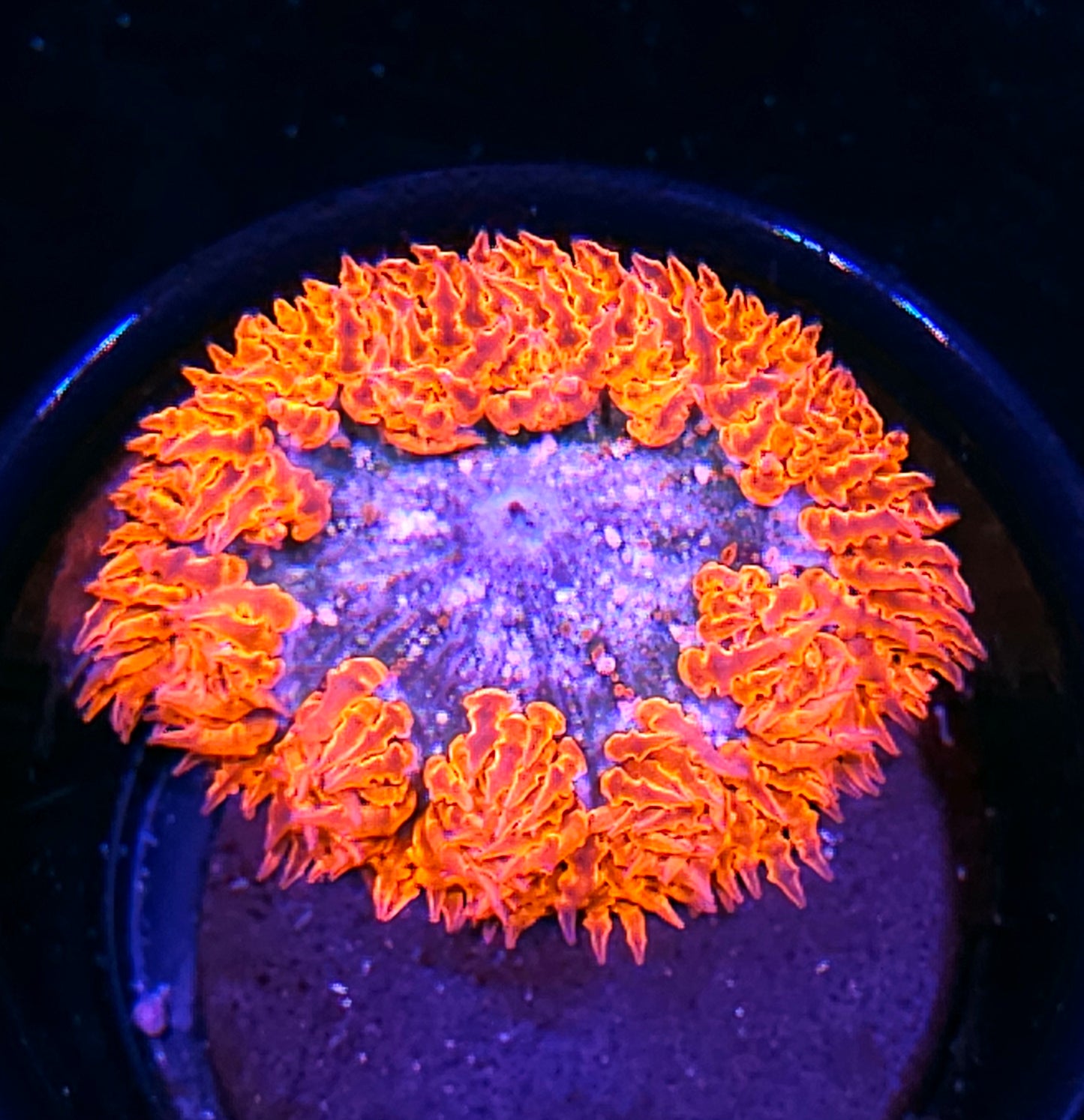 Flame Rim Flower Anemone