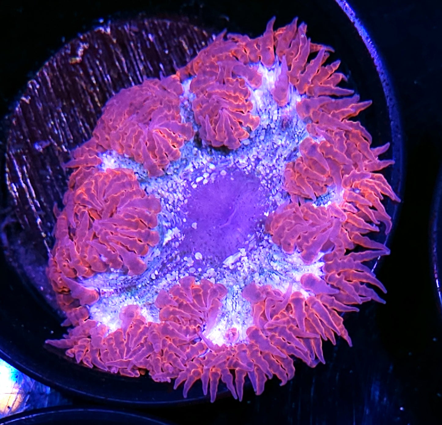 Blood Snow Flower Anemone