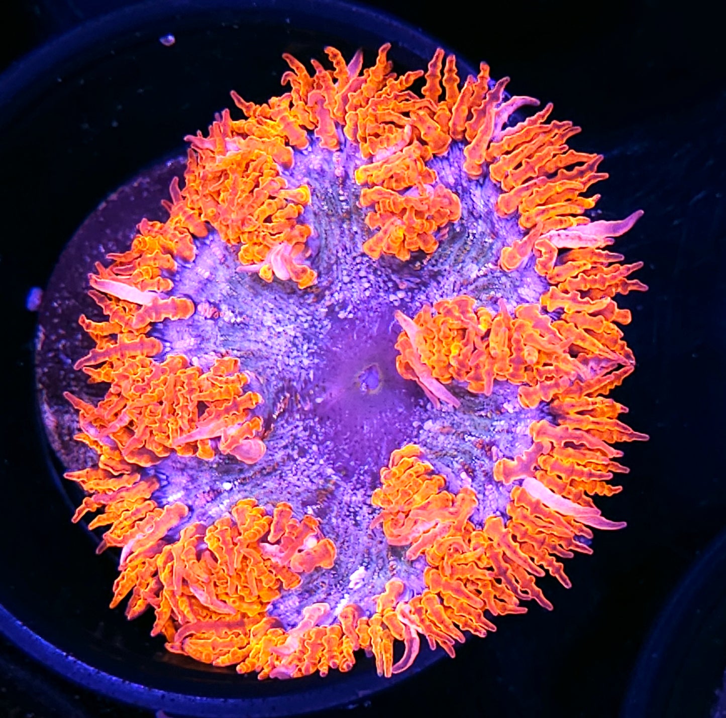 Snow Blizzard Flower Anemone