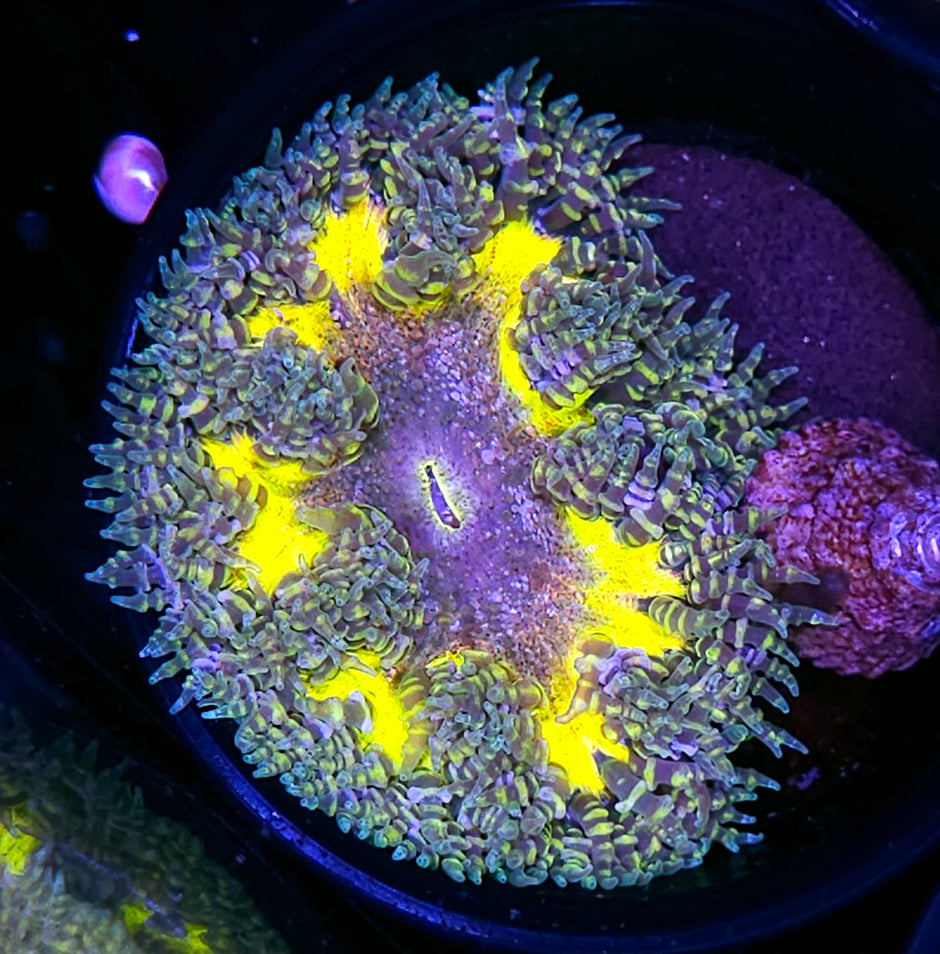 Molecular Rainbow Flower Anemone