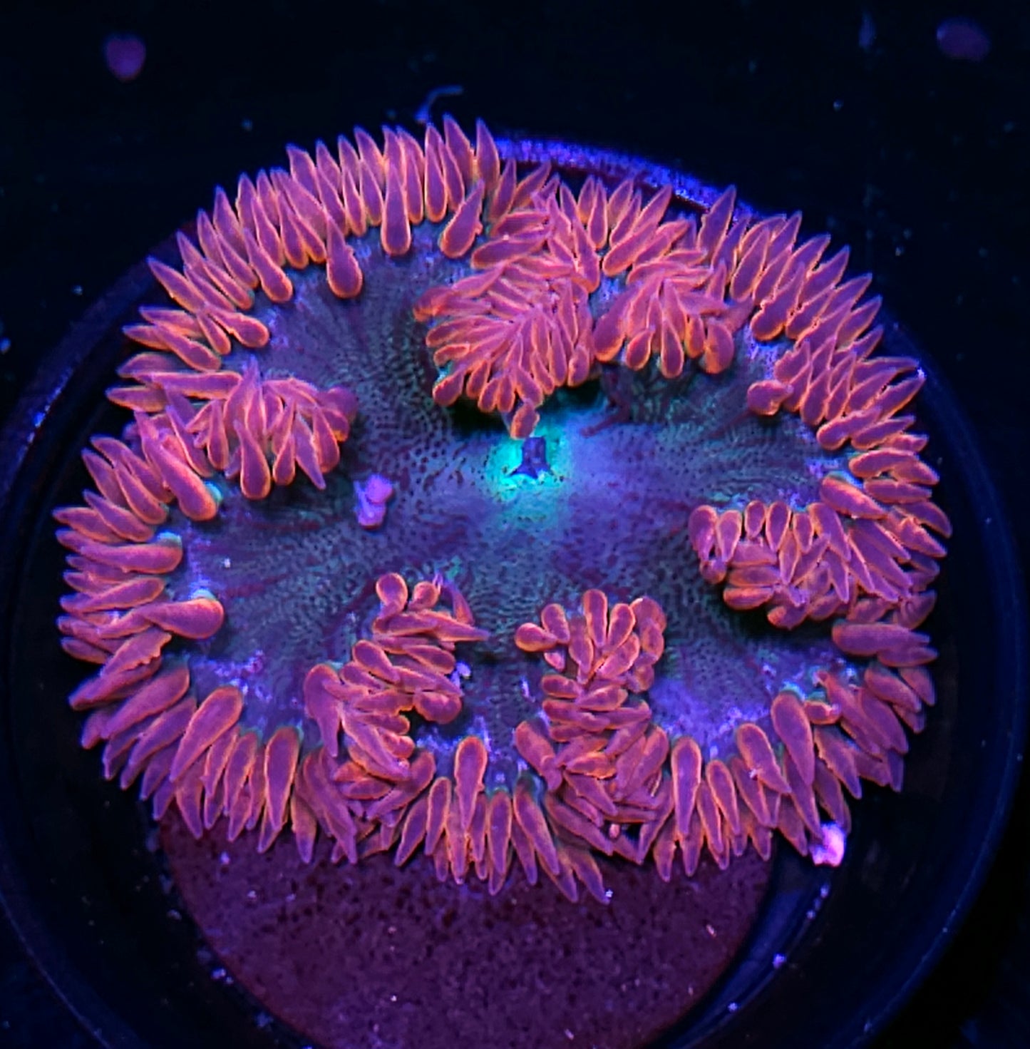 Hearts Flower Anemone