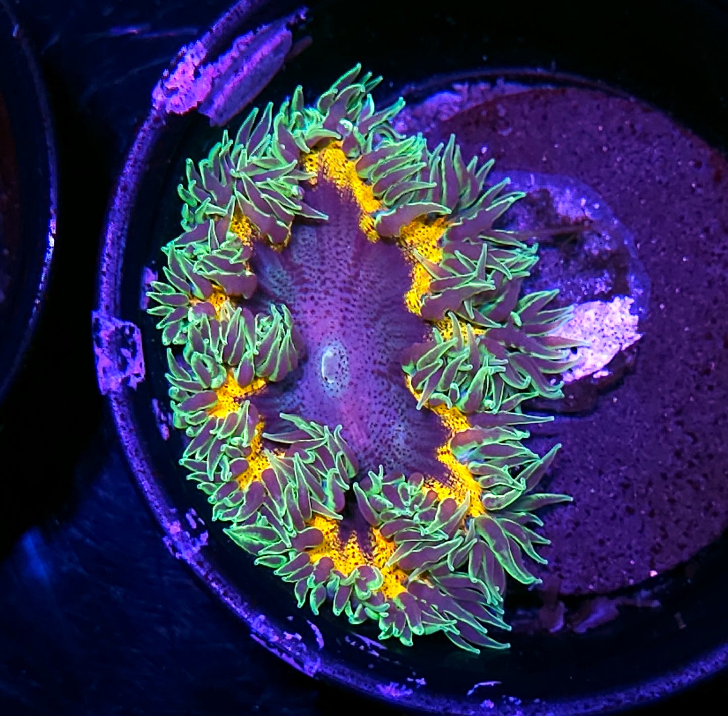 Thrasher Flower Anemone