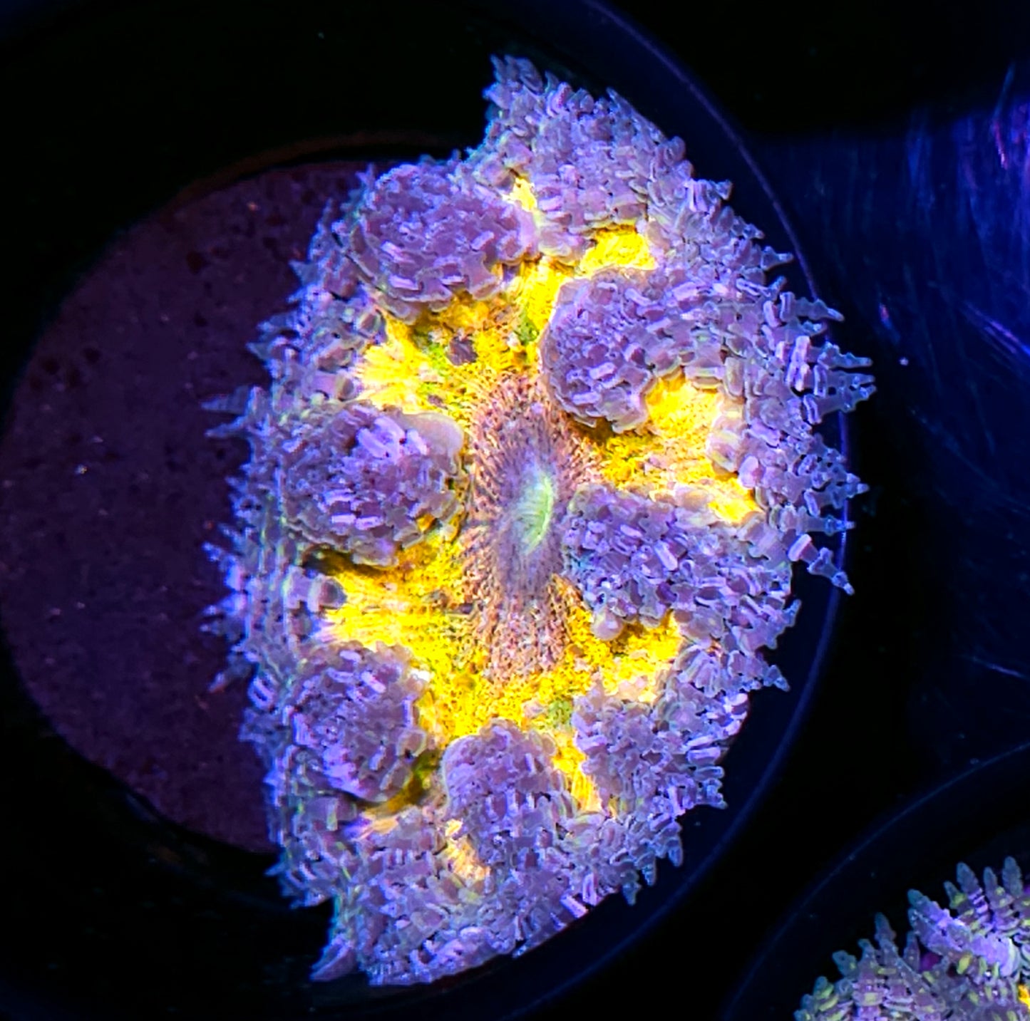 Hyper Yellow Flower Anemone