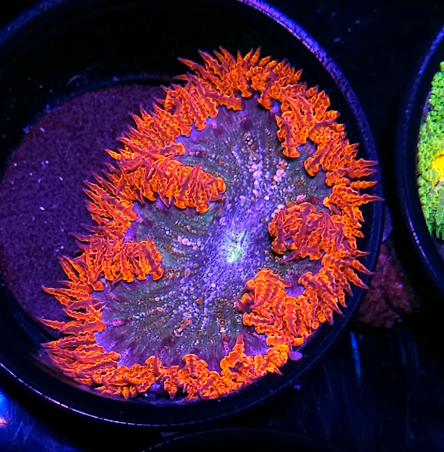 Samurai Flower Anemone