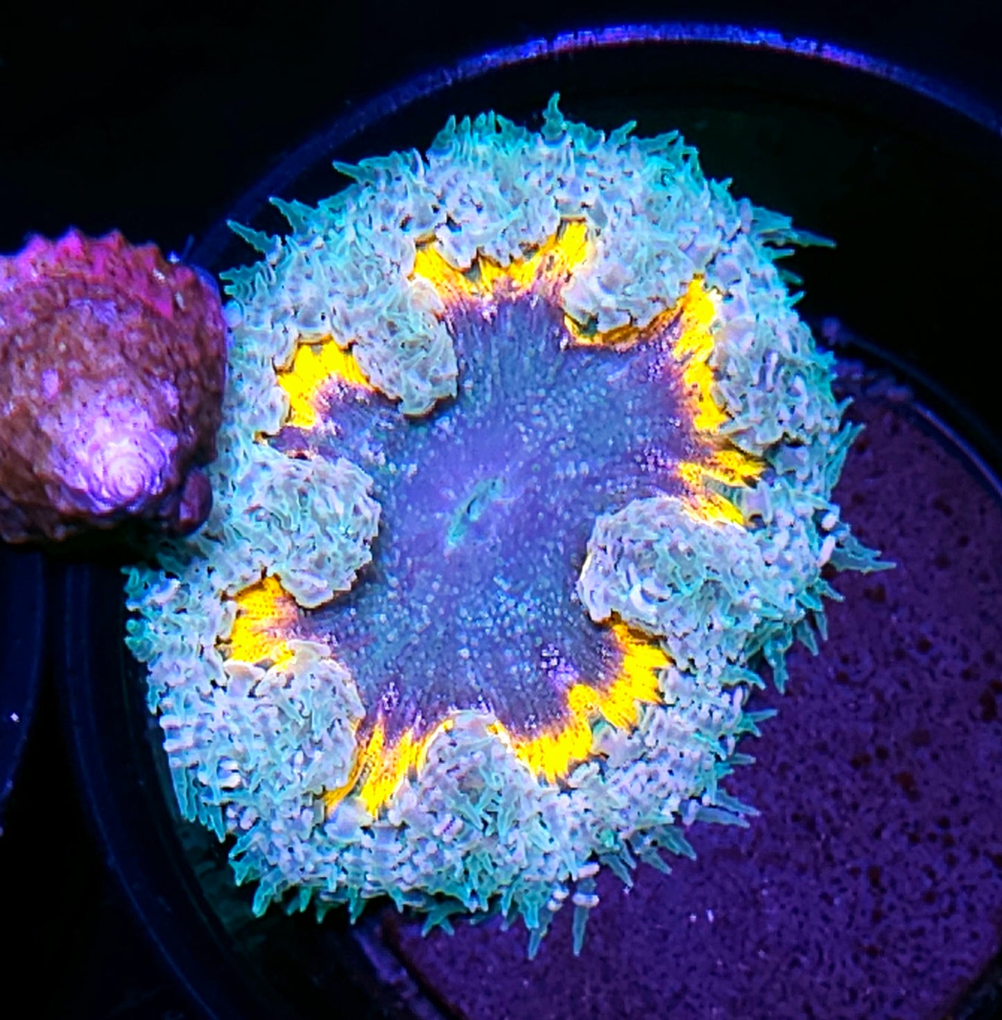 Cybertron Flower Anemone