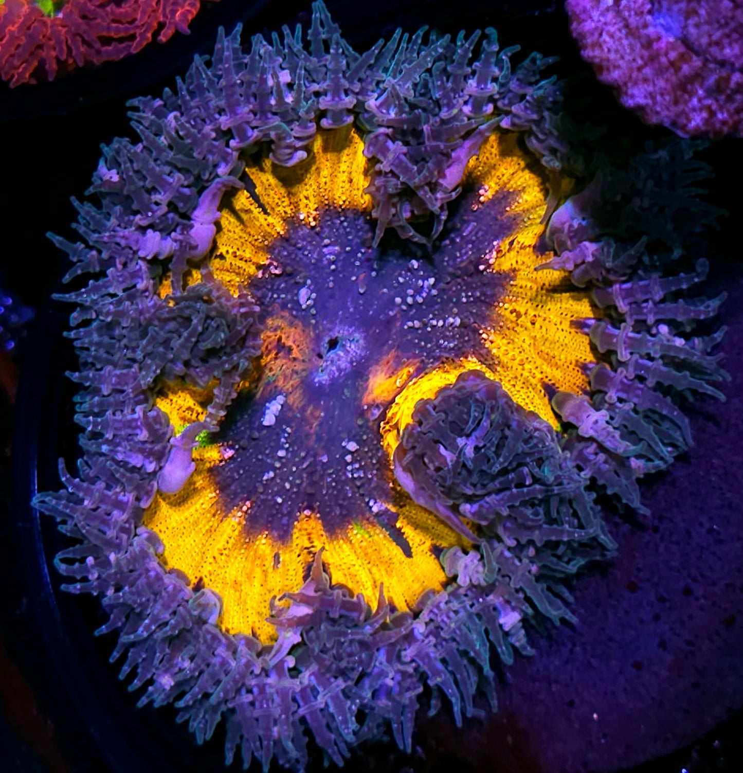 Rainbow Abyss Flower Anemone