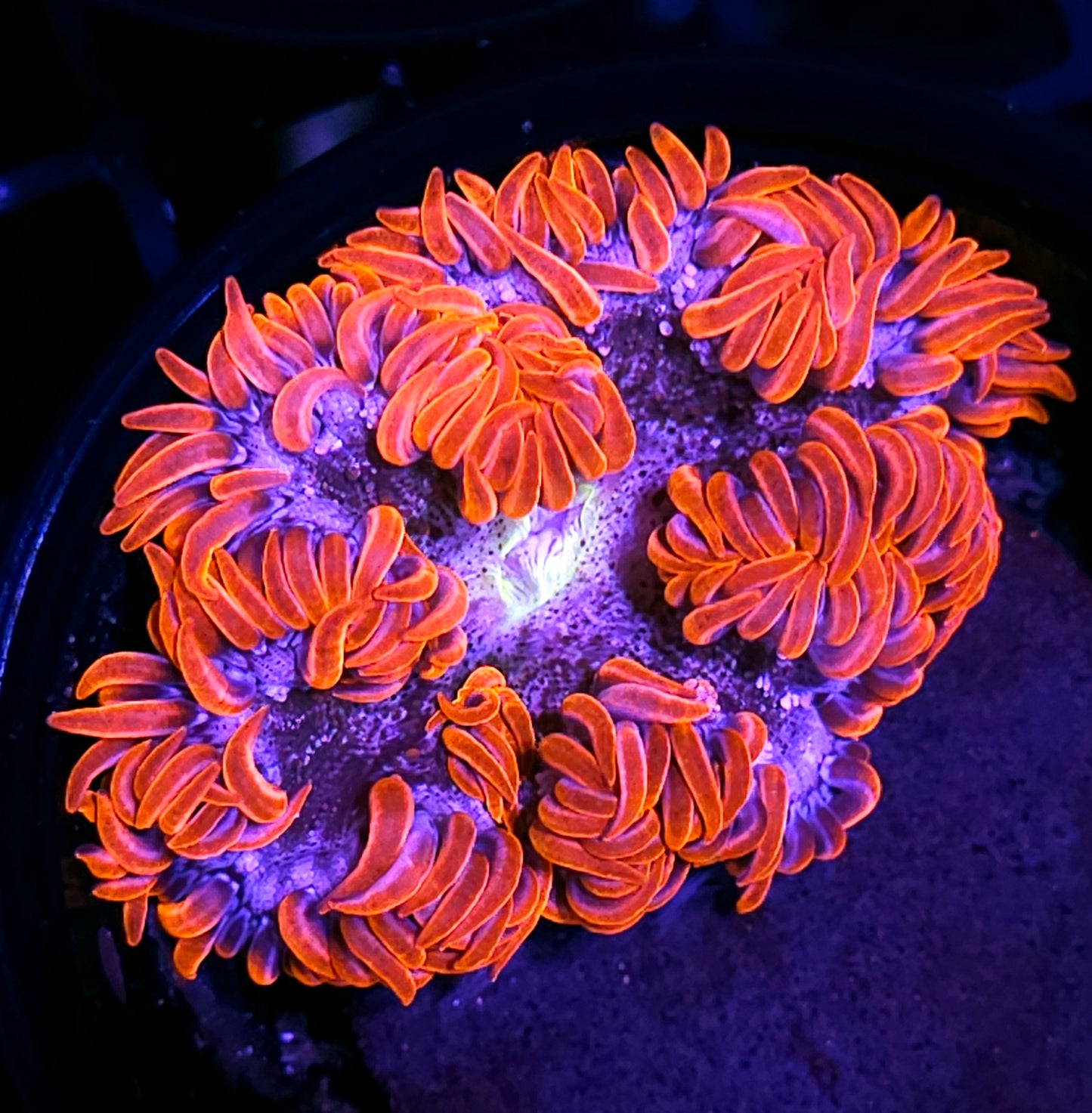 Red Velvet Flower Anemone